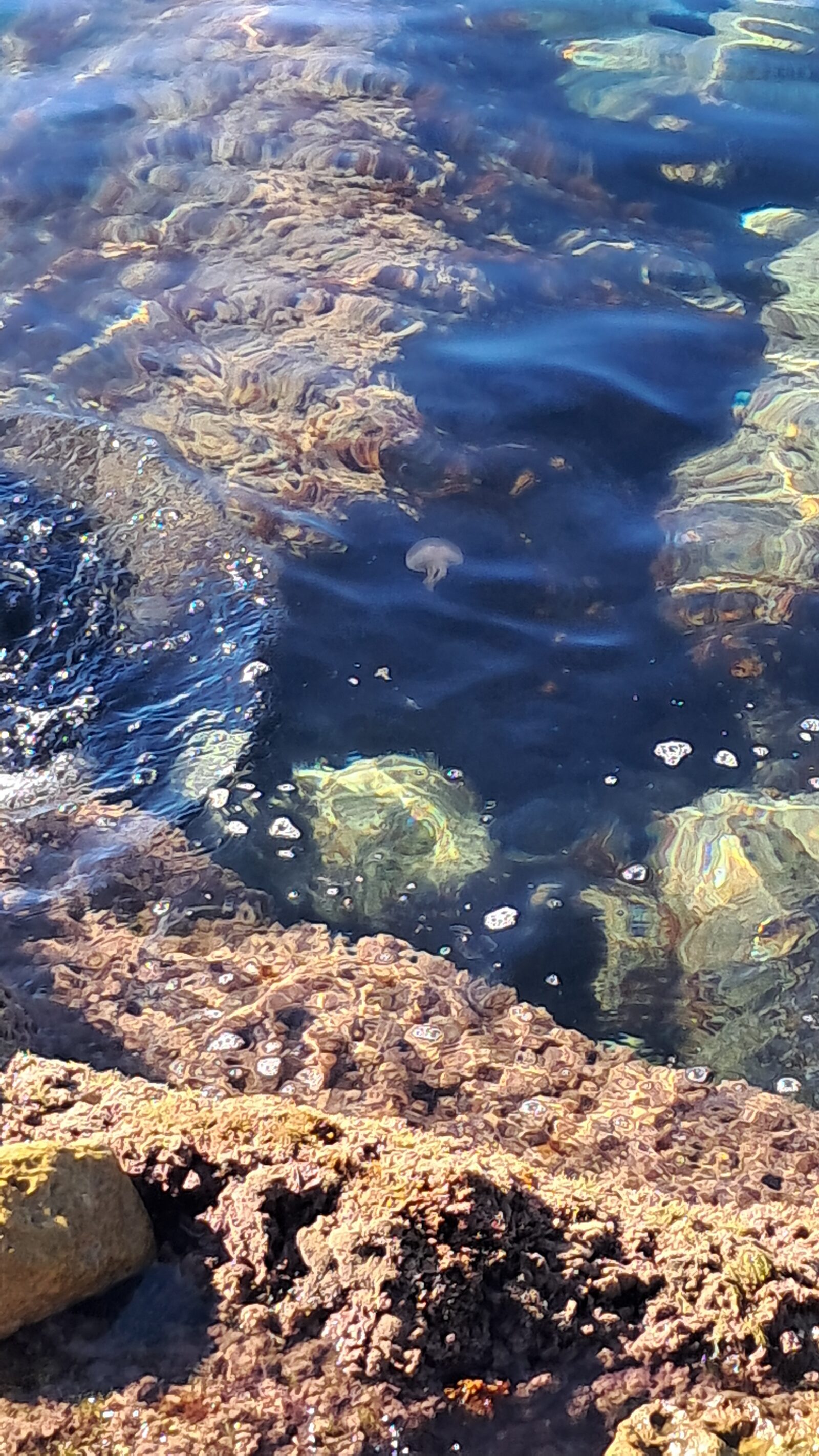 Pelagia Noctiluca