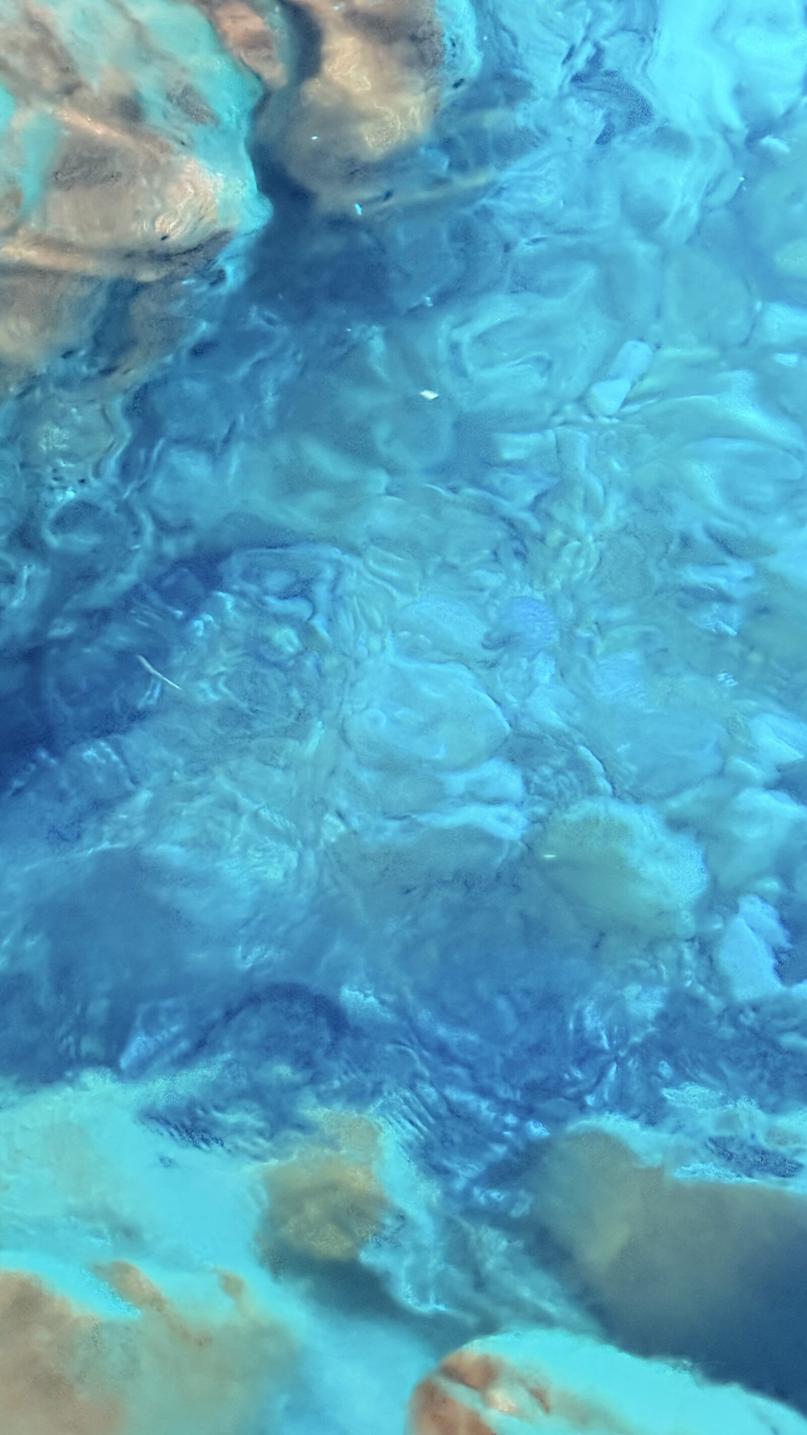 Pelagia Noctiluca