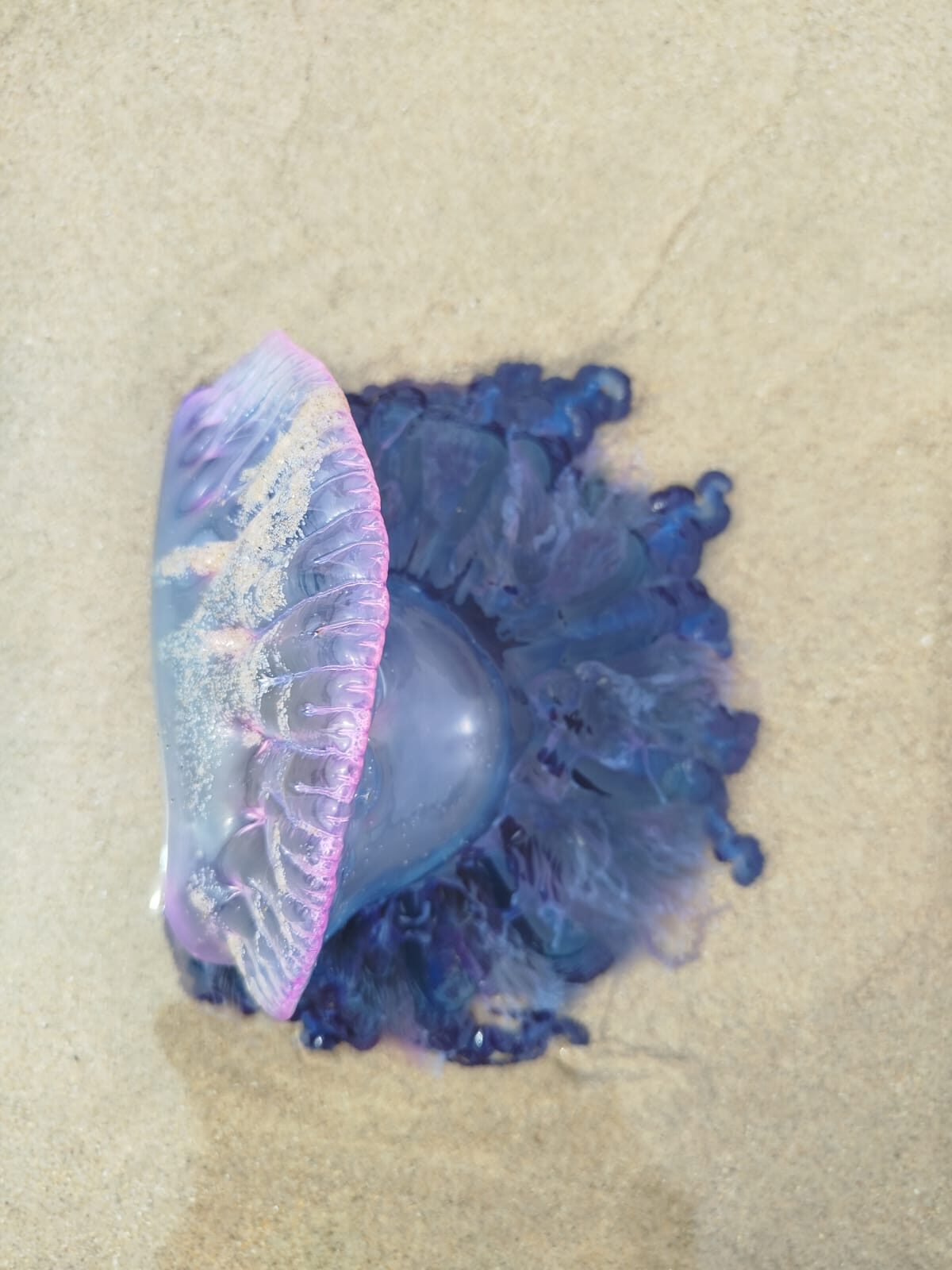 Physalia physalis