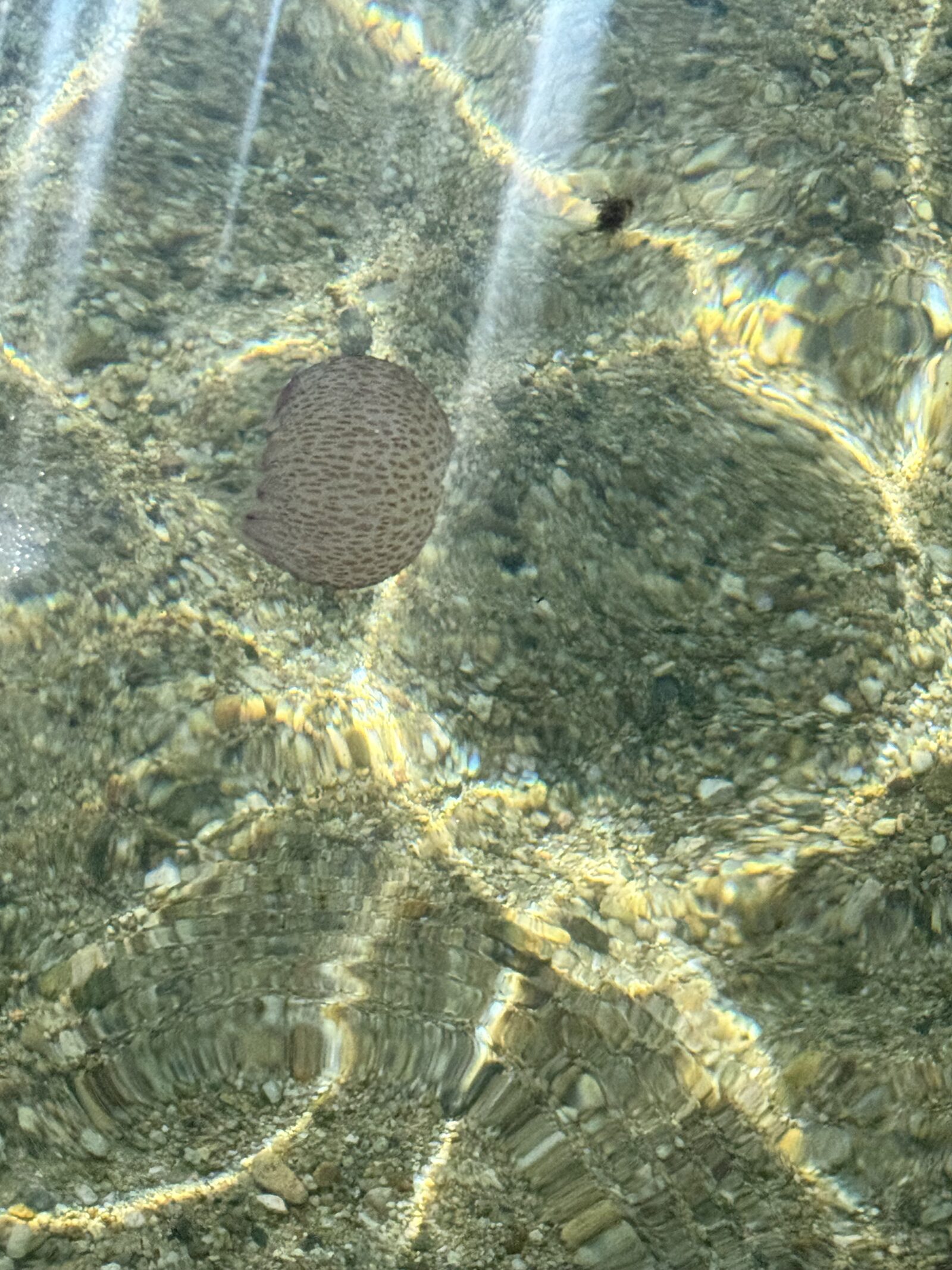 Pelagia Noctiluca