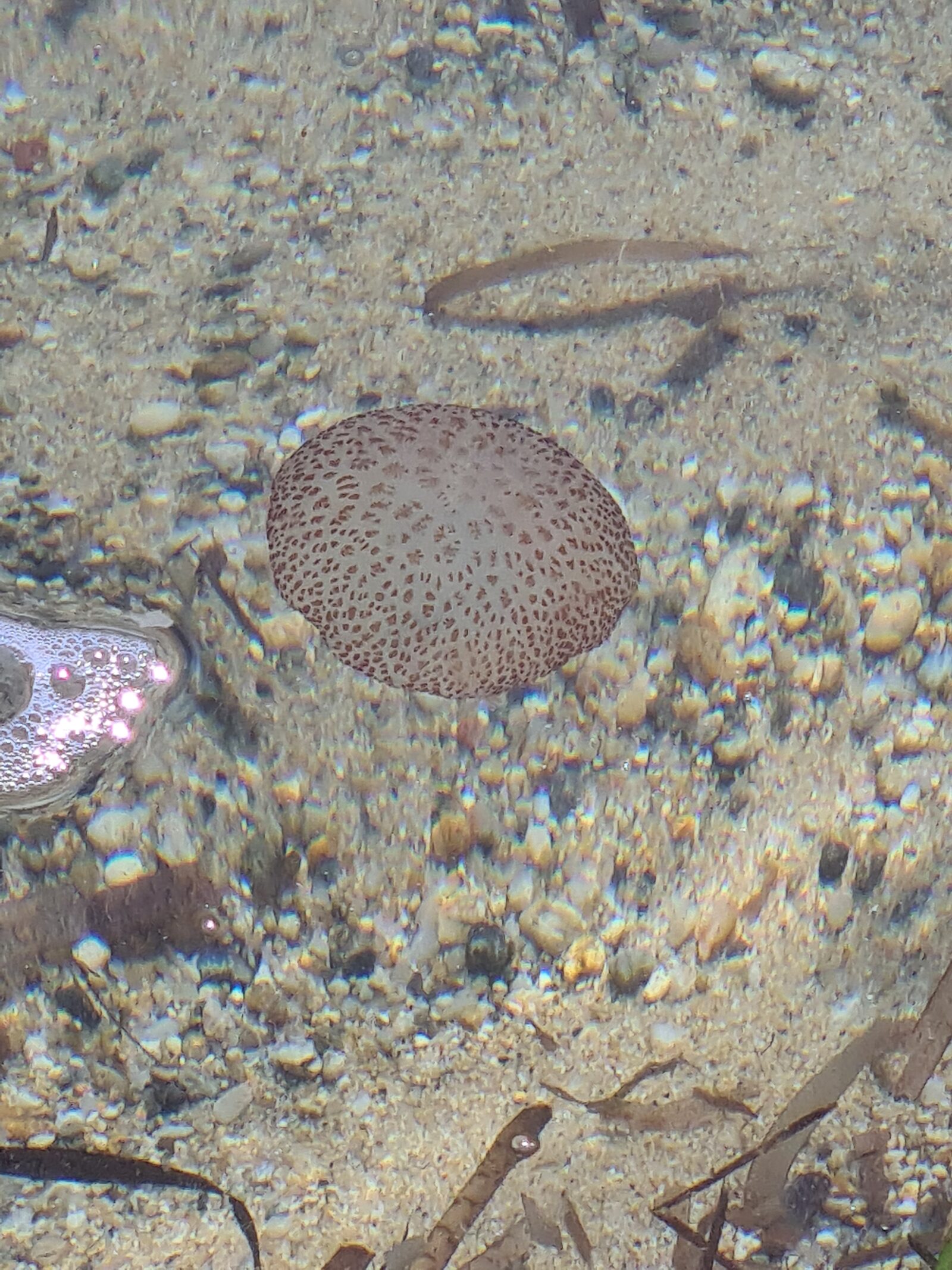 Pelagia Noctiluca