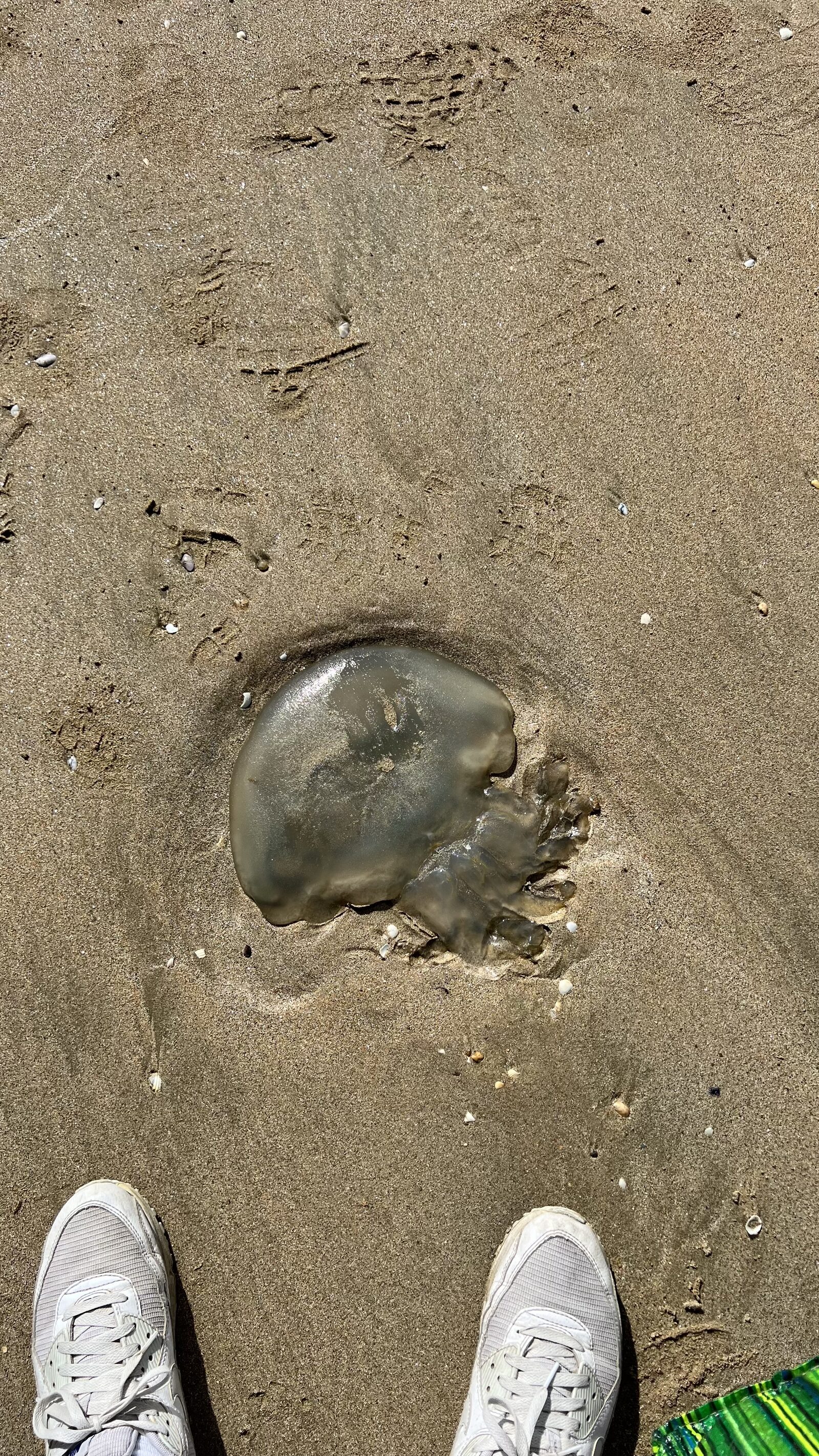 Rhizostoma octopus