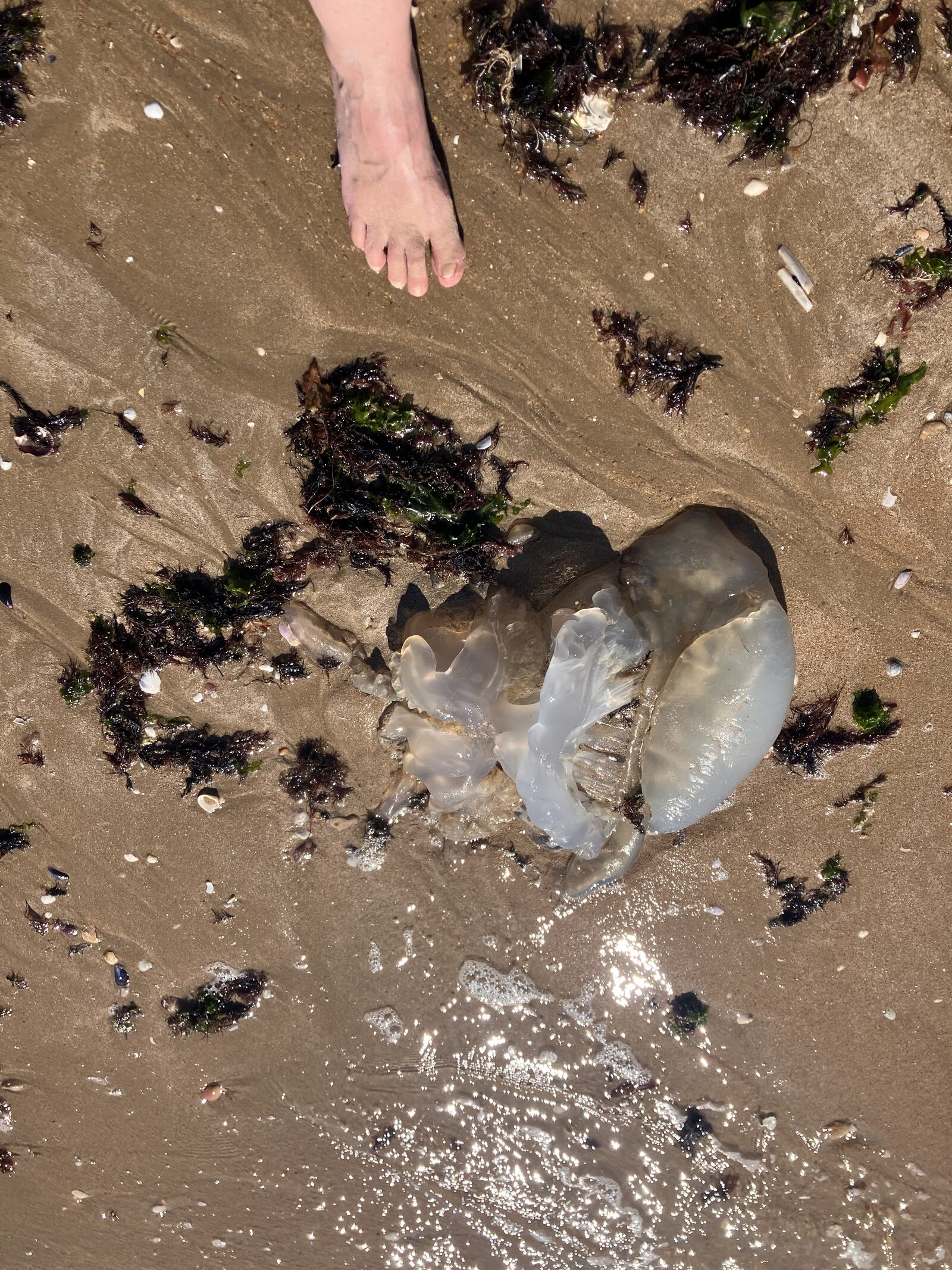 Rhizostoma octopus