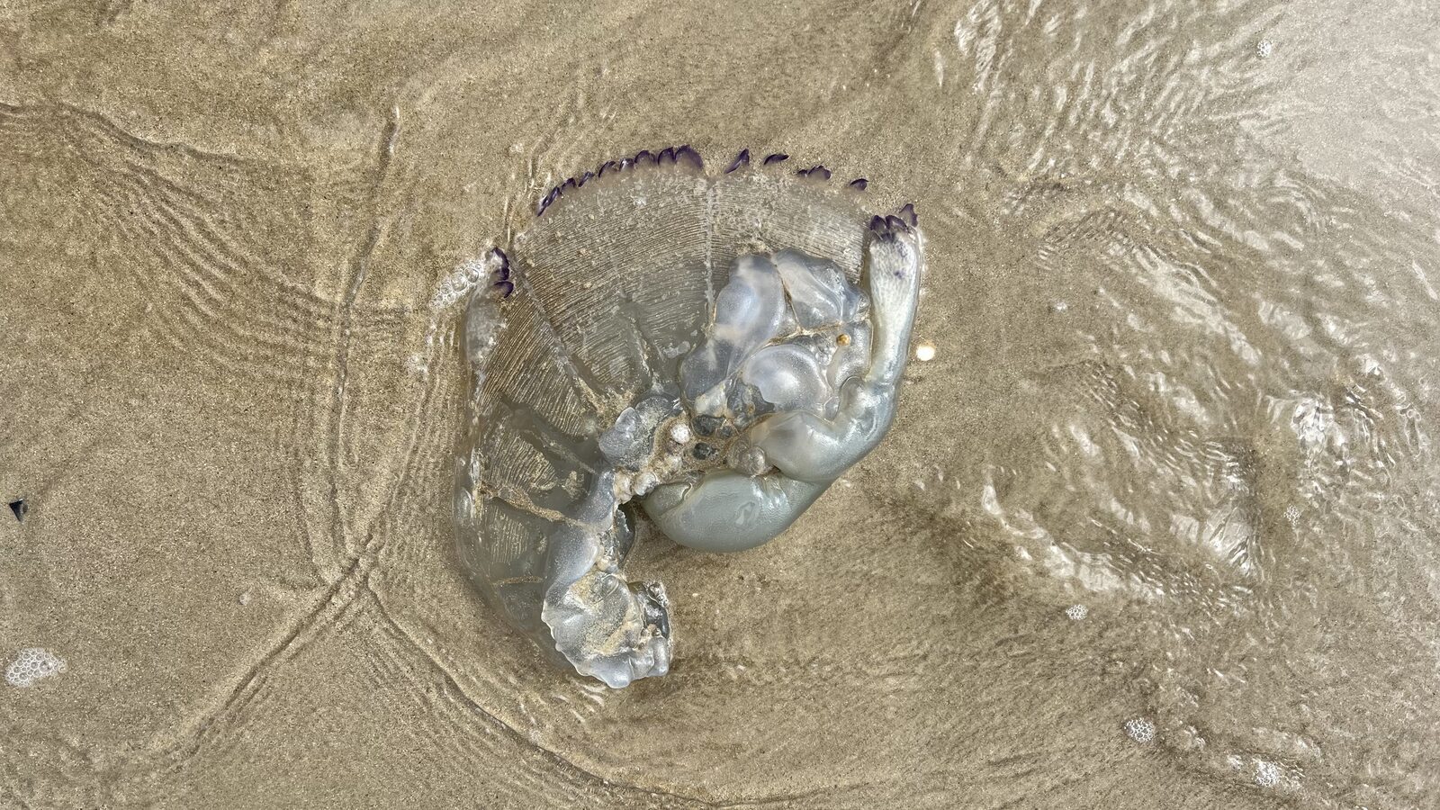 Rhizostoma octopus
