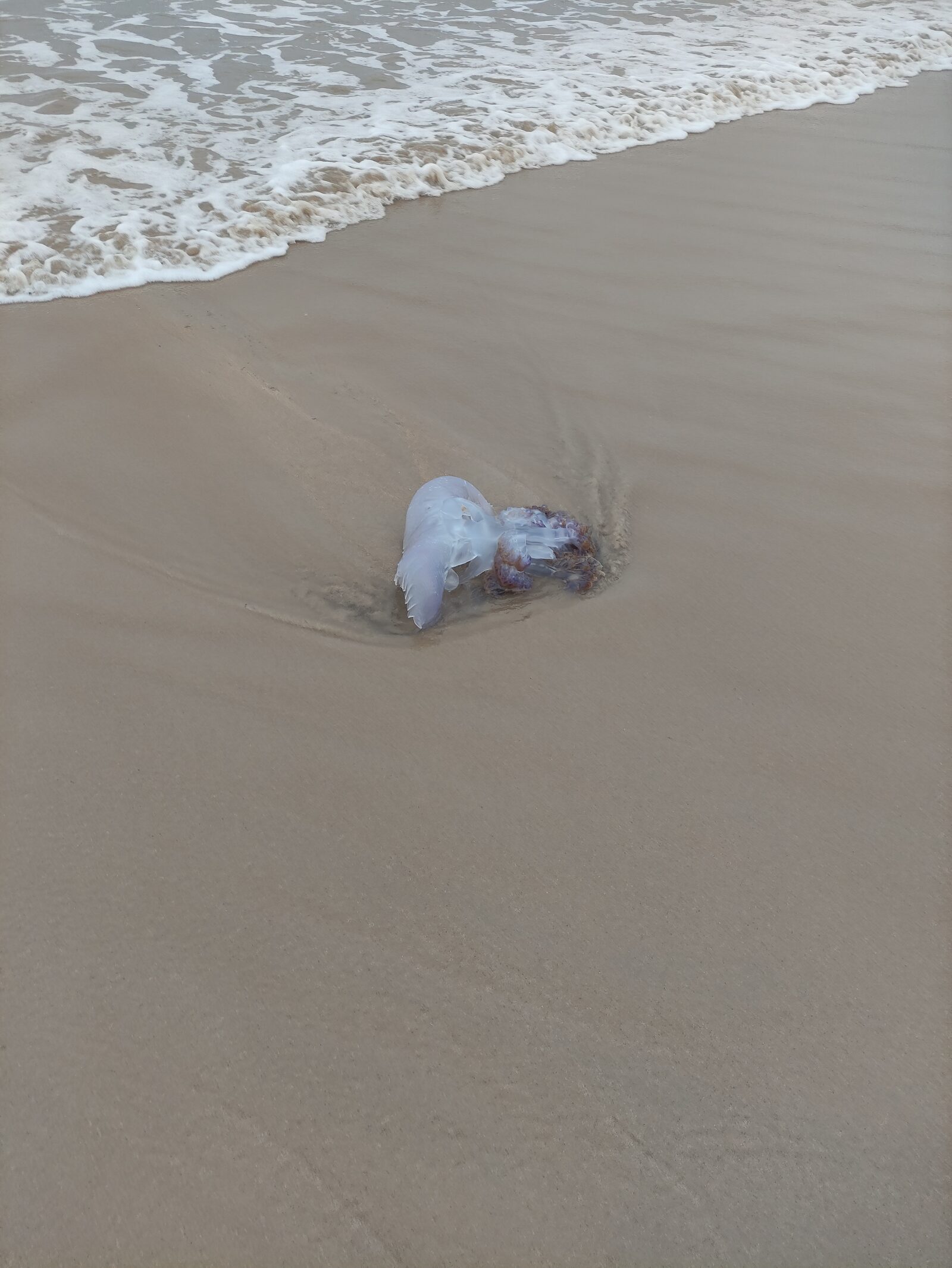Rhizostoma octopus
