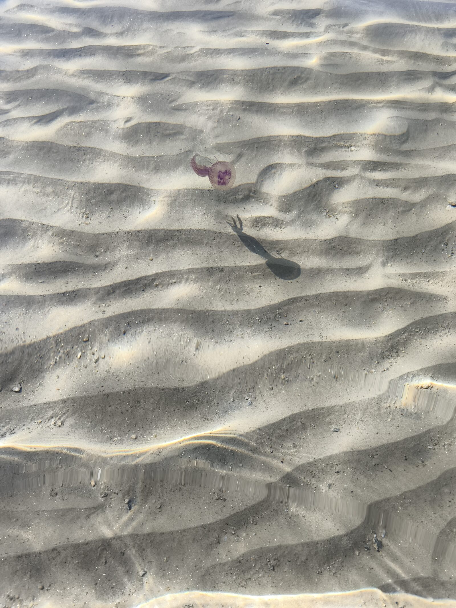 Pelagia Noctiluca