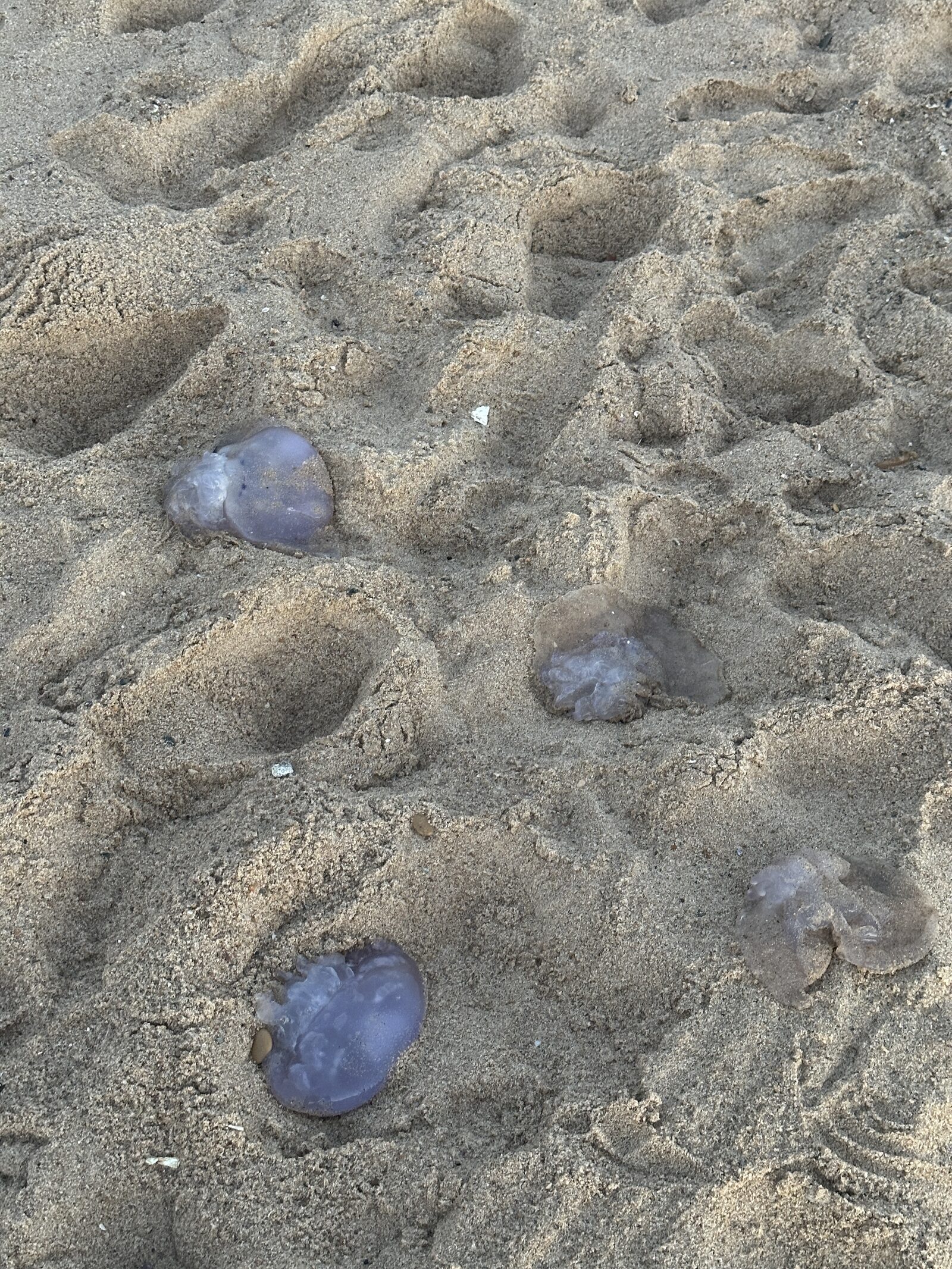 Rhizostoma octopus
