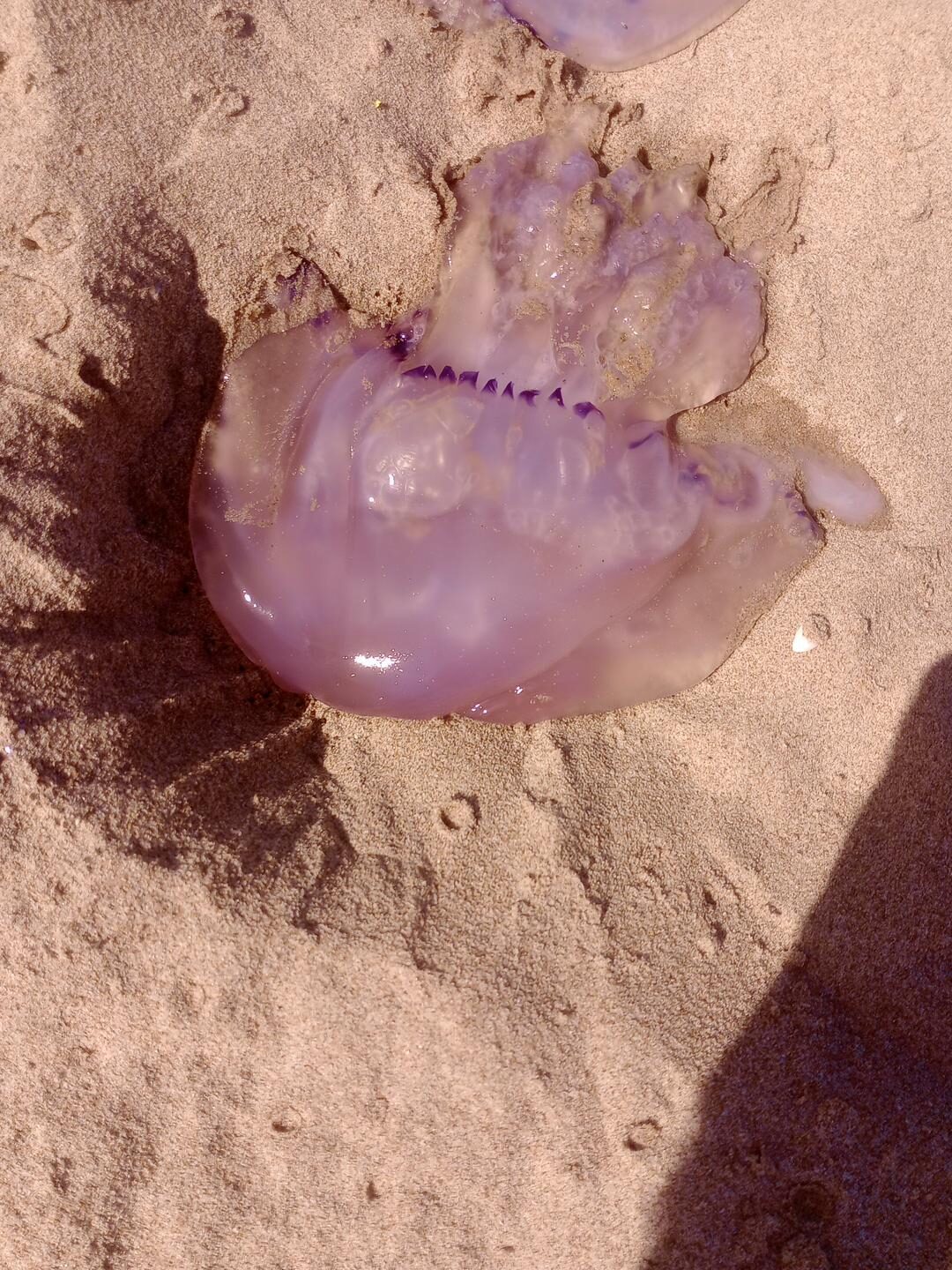 Rhizostoma octopus