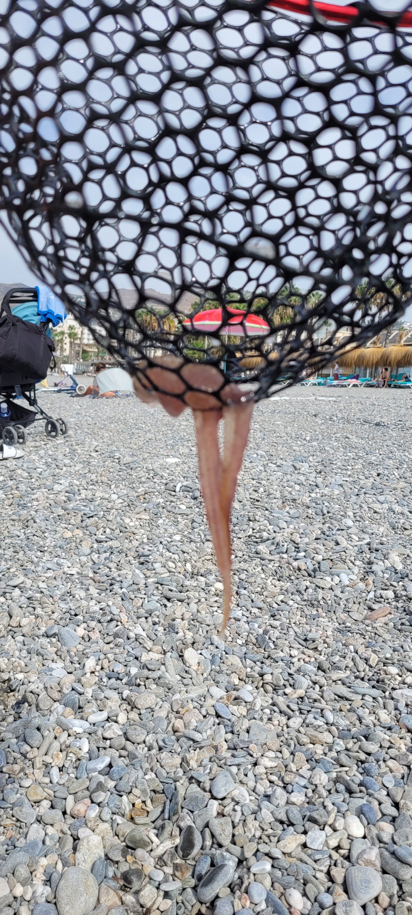 Pelagia Noctiluca