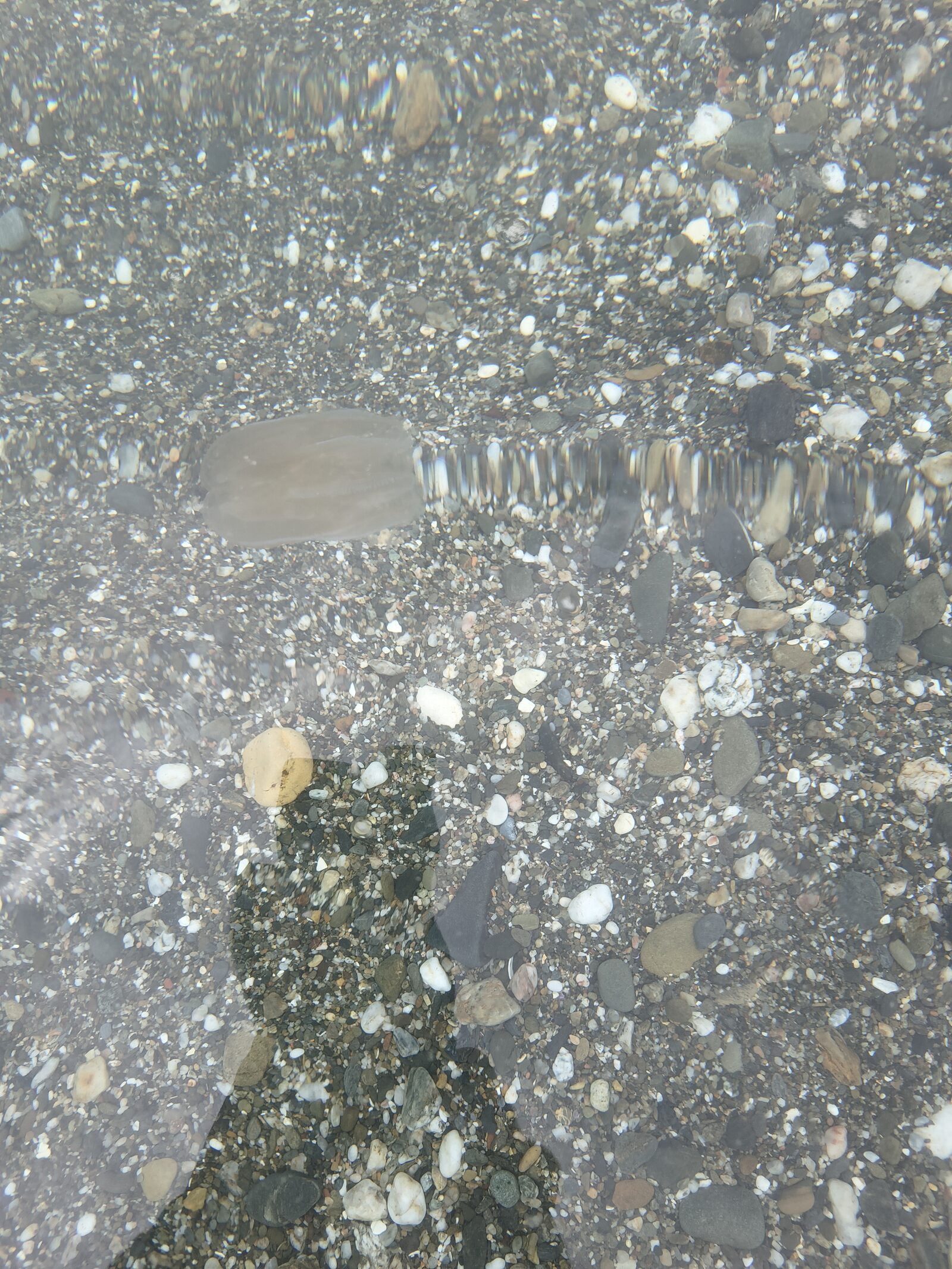 Mnemiopsis leidyi