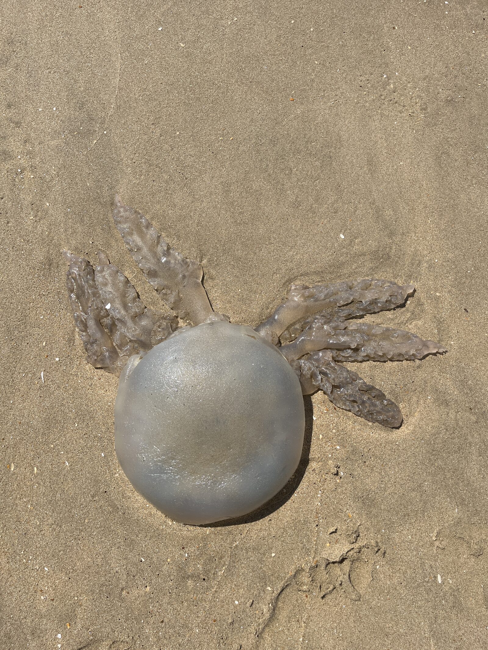 Rhizostoma octopus
