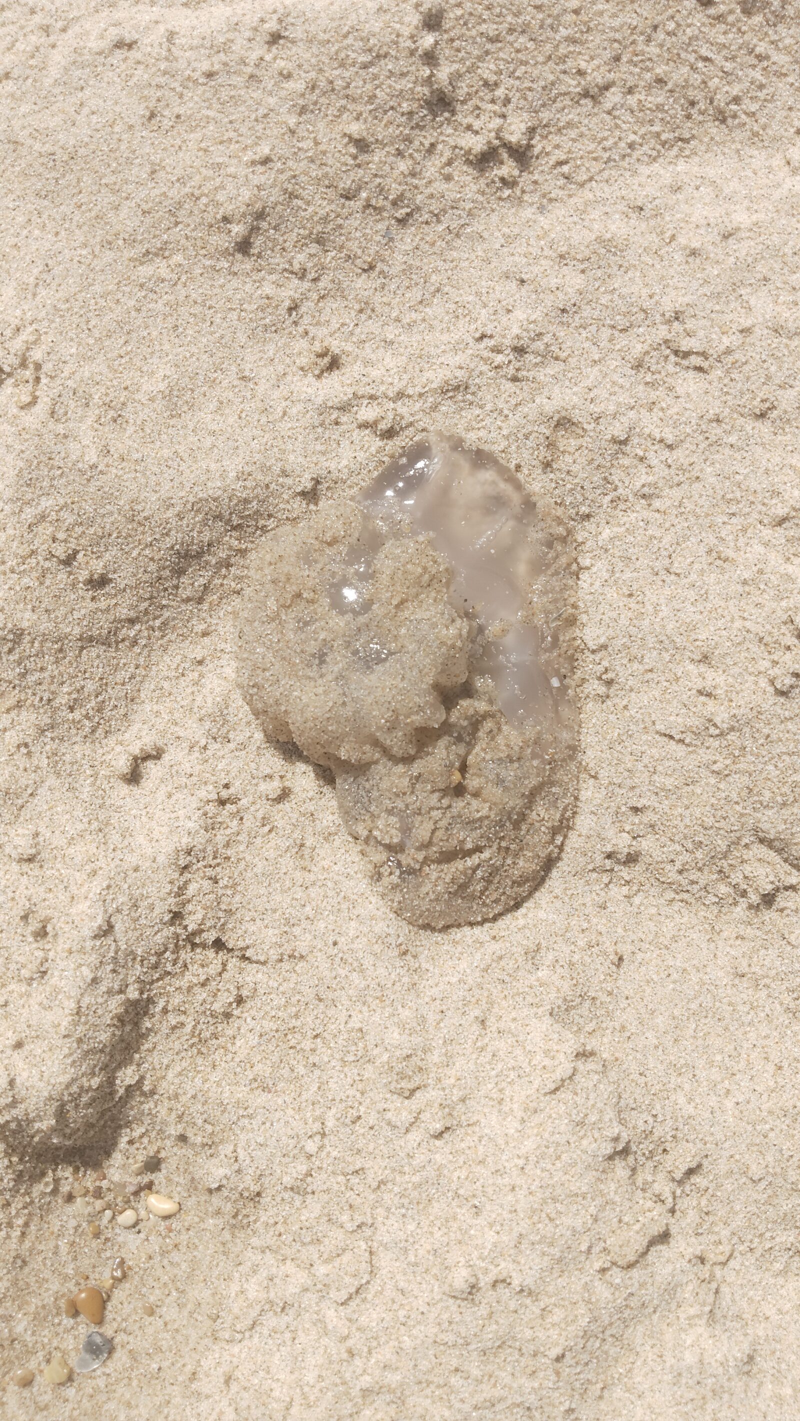 Rhizostoma octopus