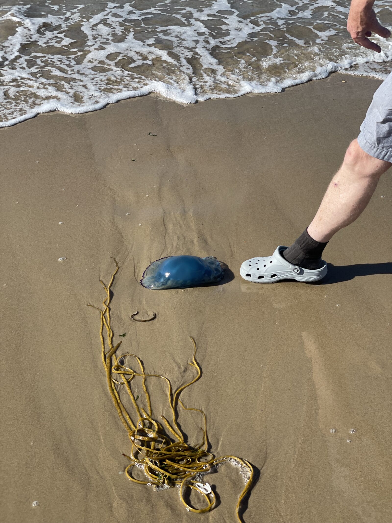 Rhizostoma octopus