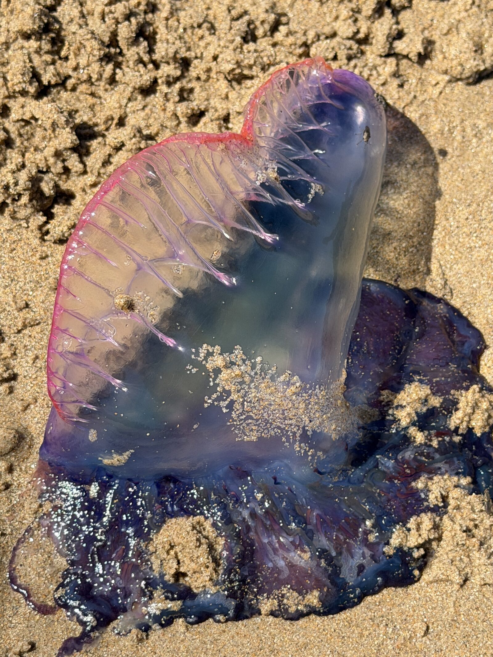 Physalia physalis