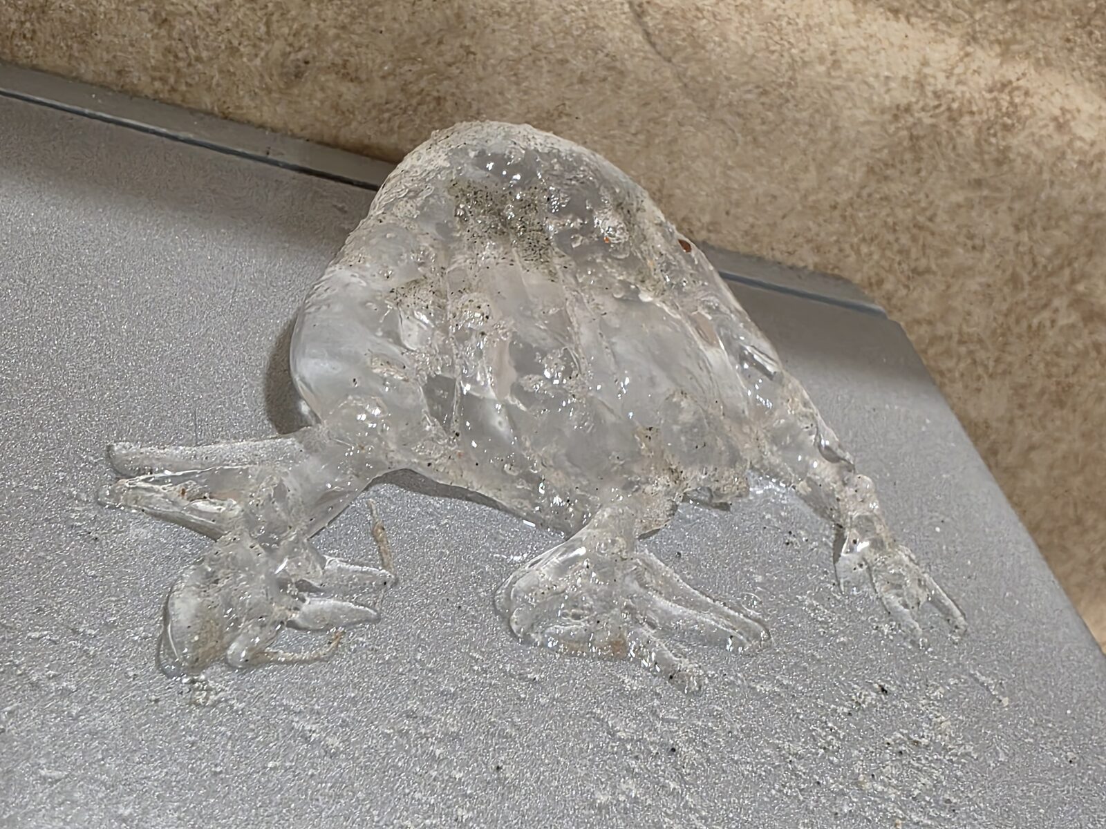 Chiropsalmus quadrumanus