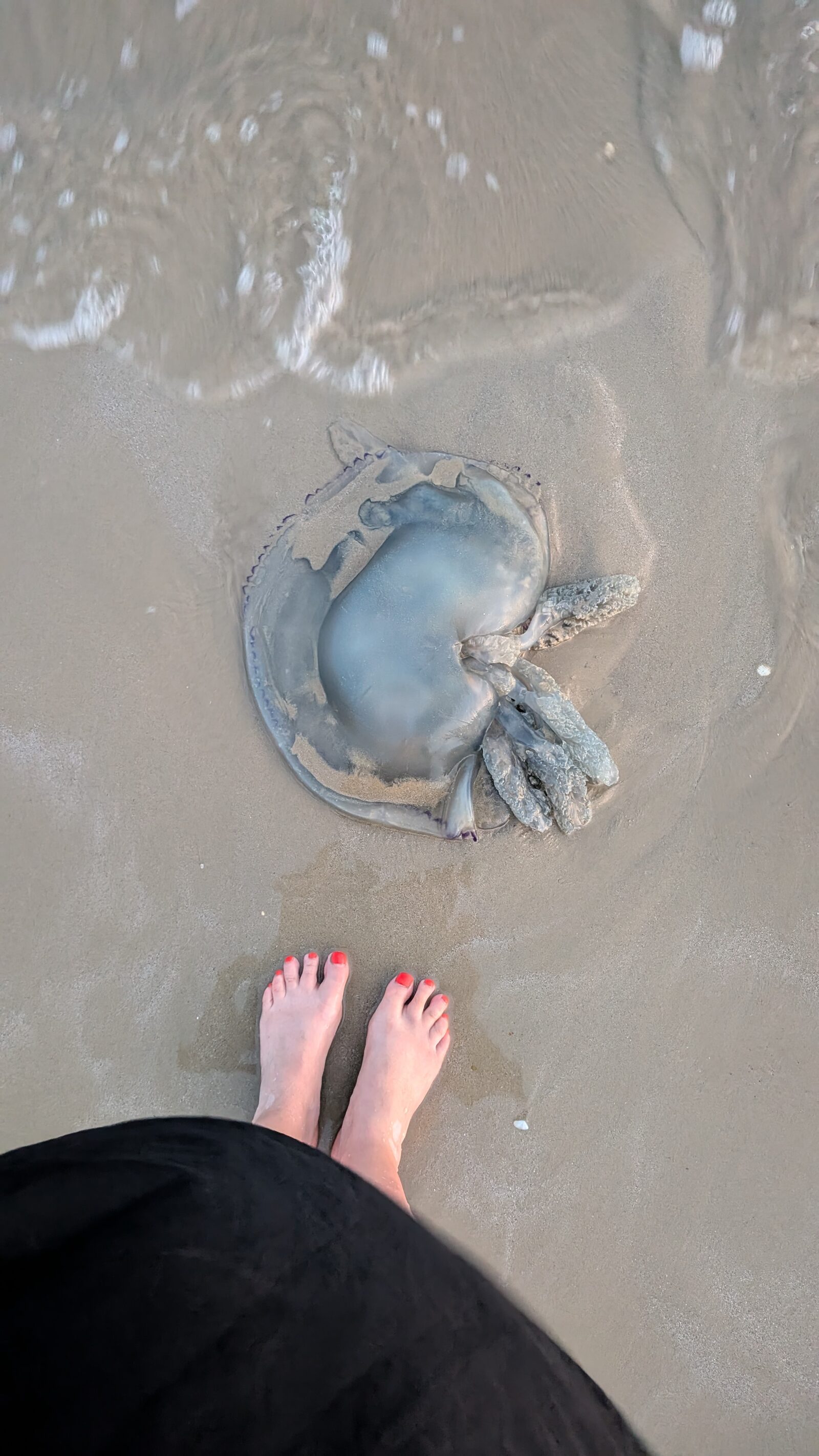 Rhizostoma octopus