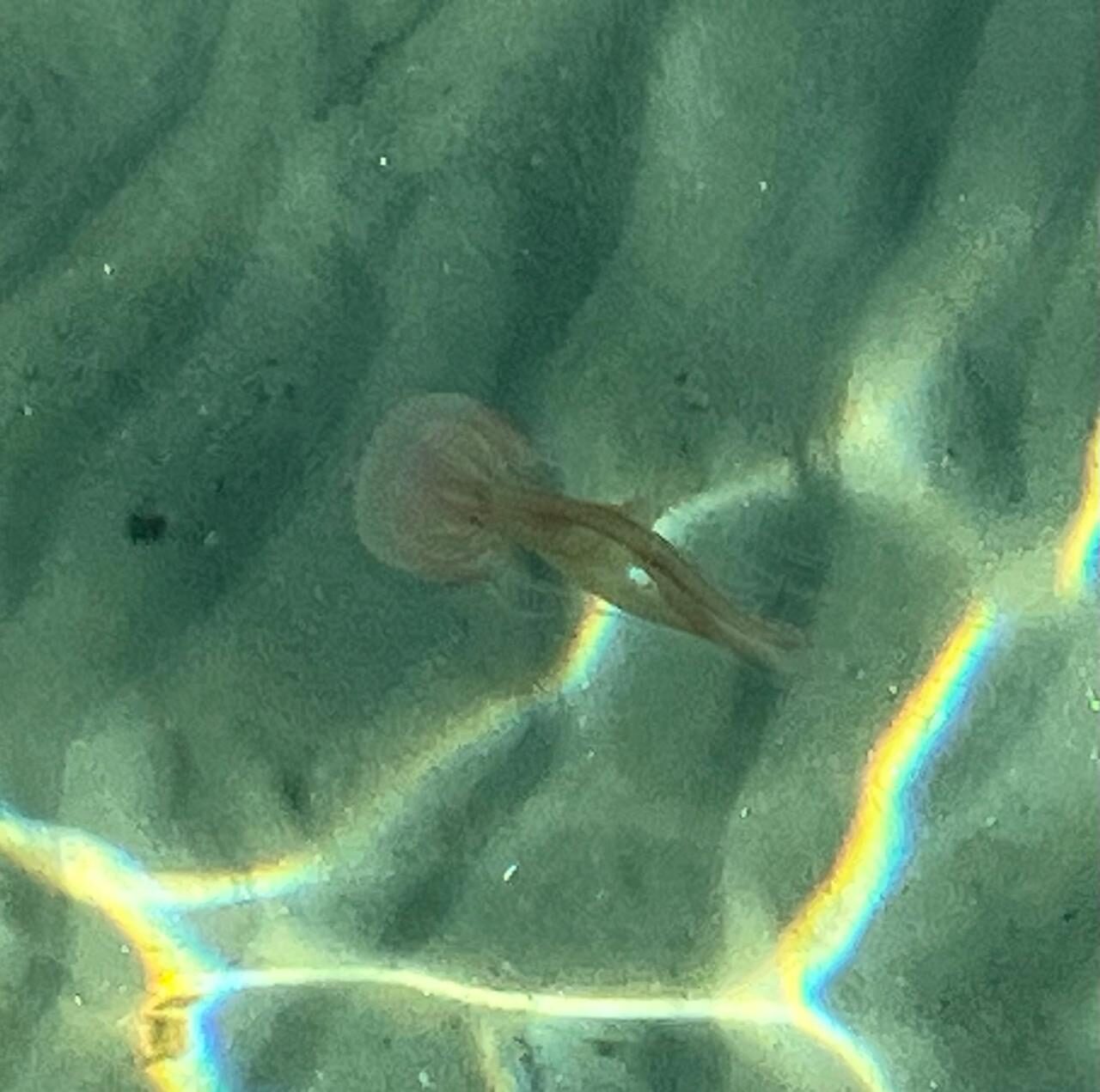 Pelagia Noctiluca