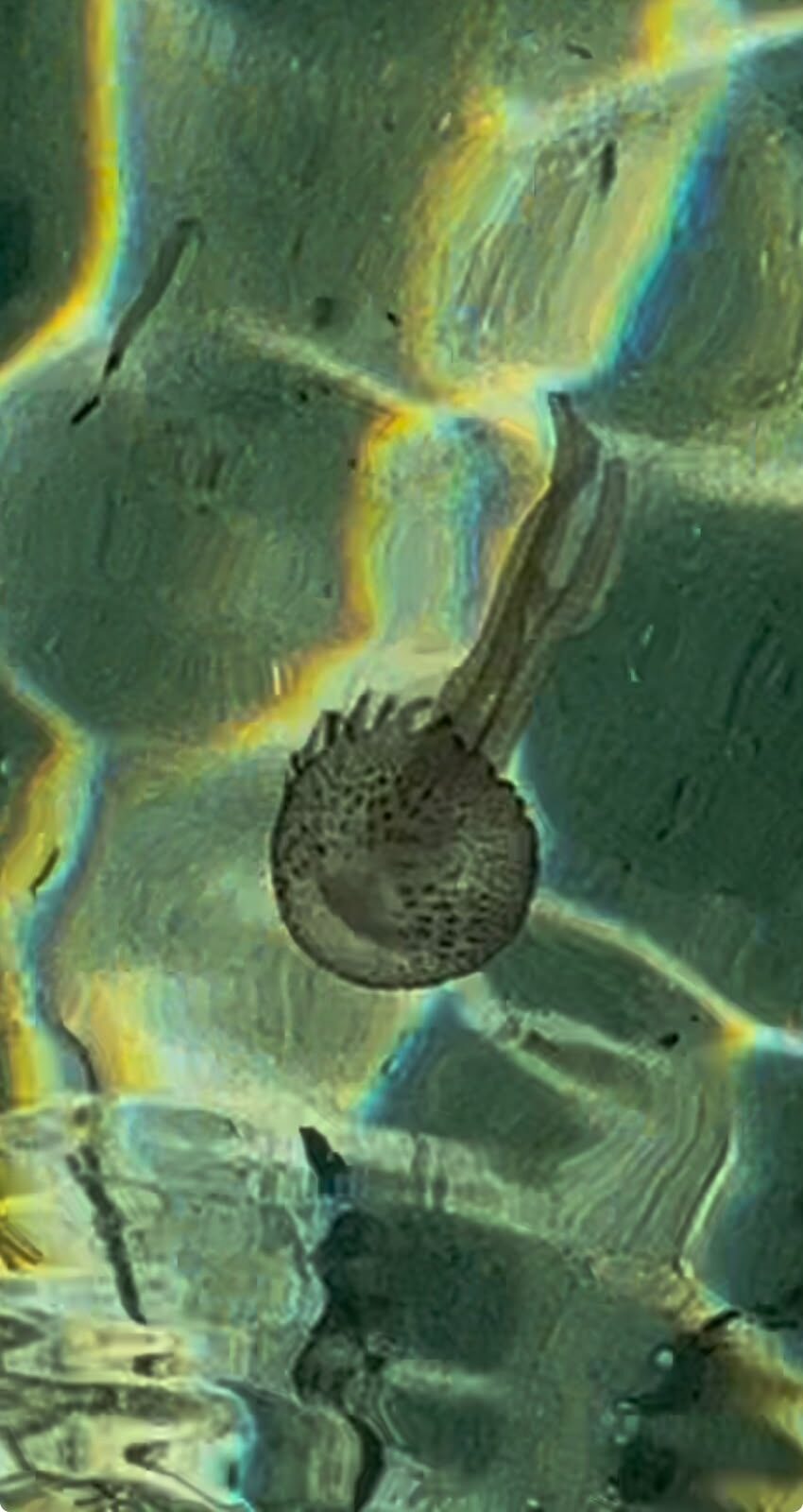 Pelagia Noctiluca