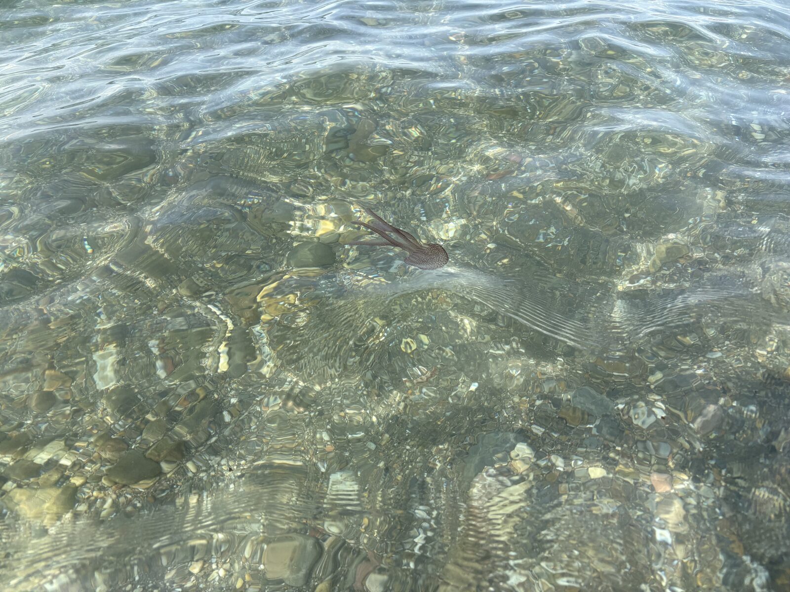 Pelagia Noctiluca