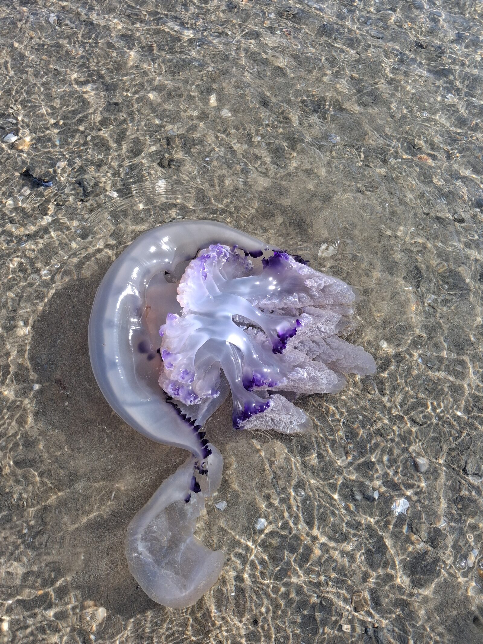 Rhizostoma octopus