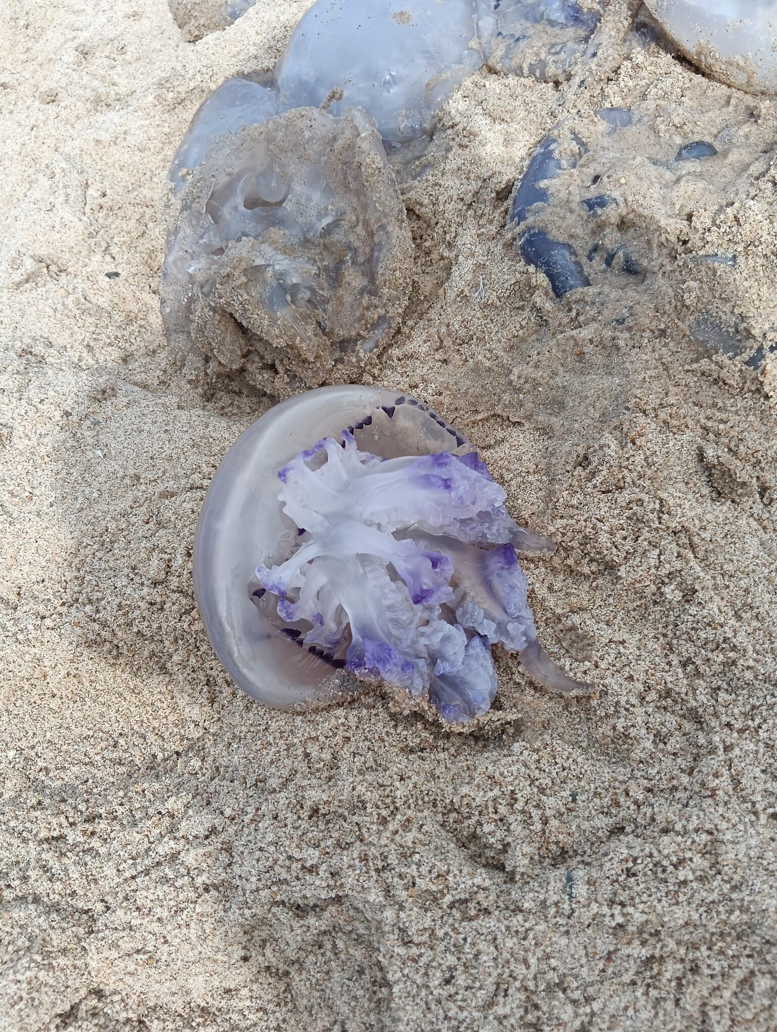 Rhizostoma octopus