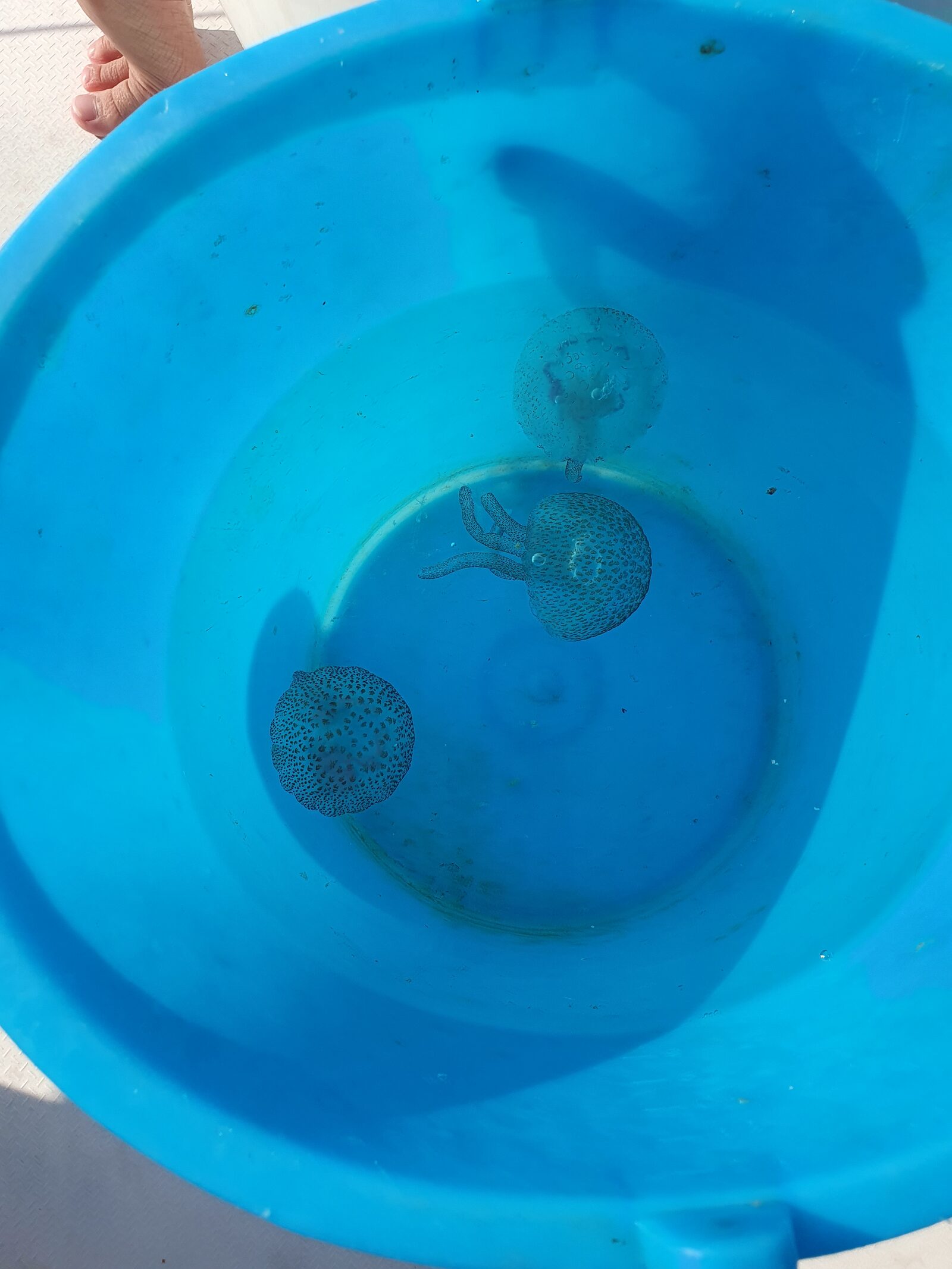 Pelagia Noctiluca