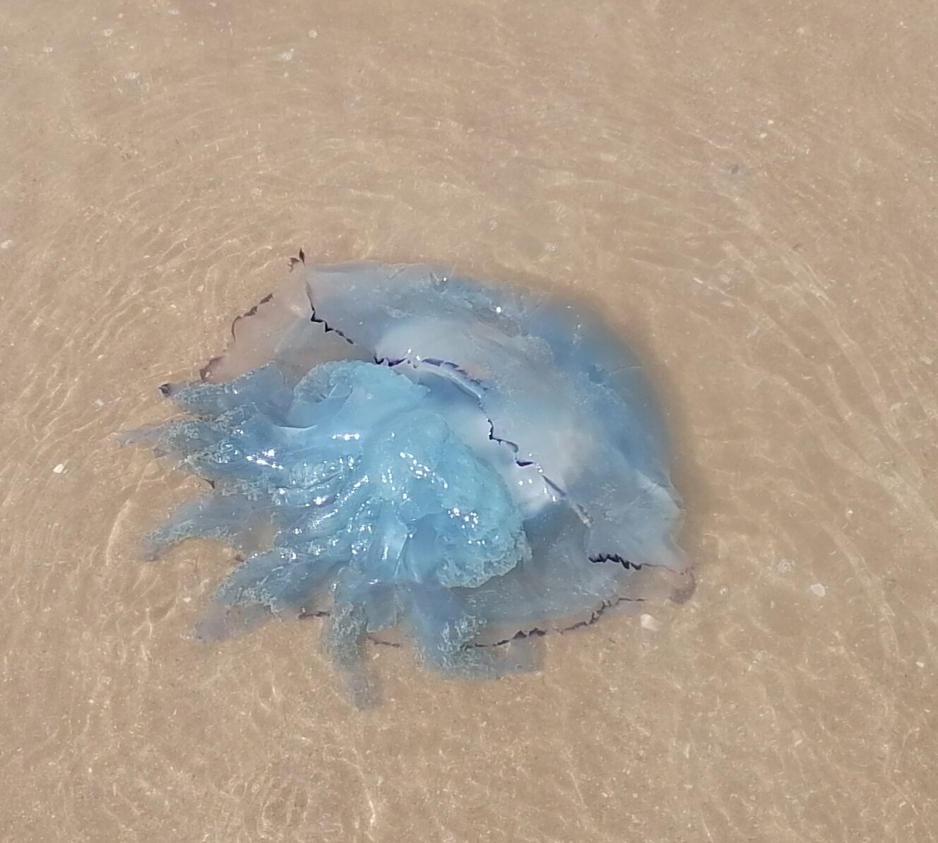 Rhizostoma octopus