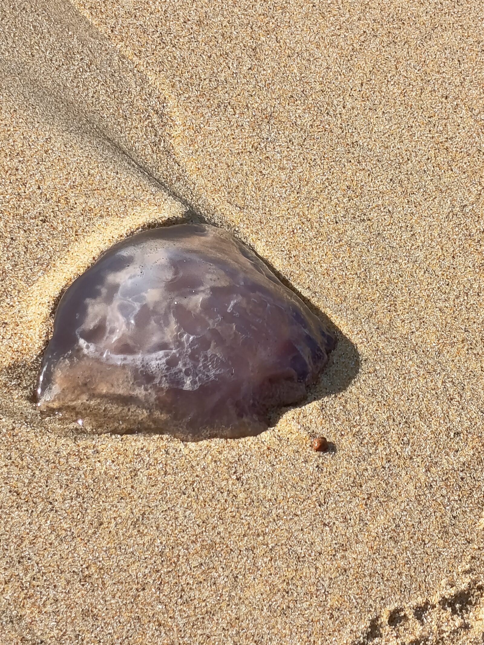 Rhizostoma octopus