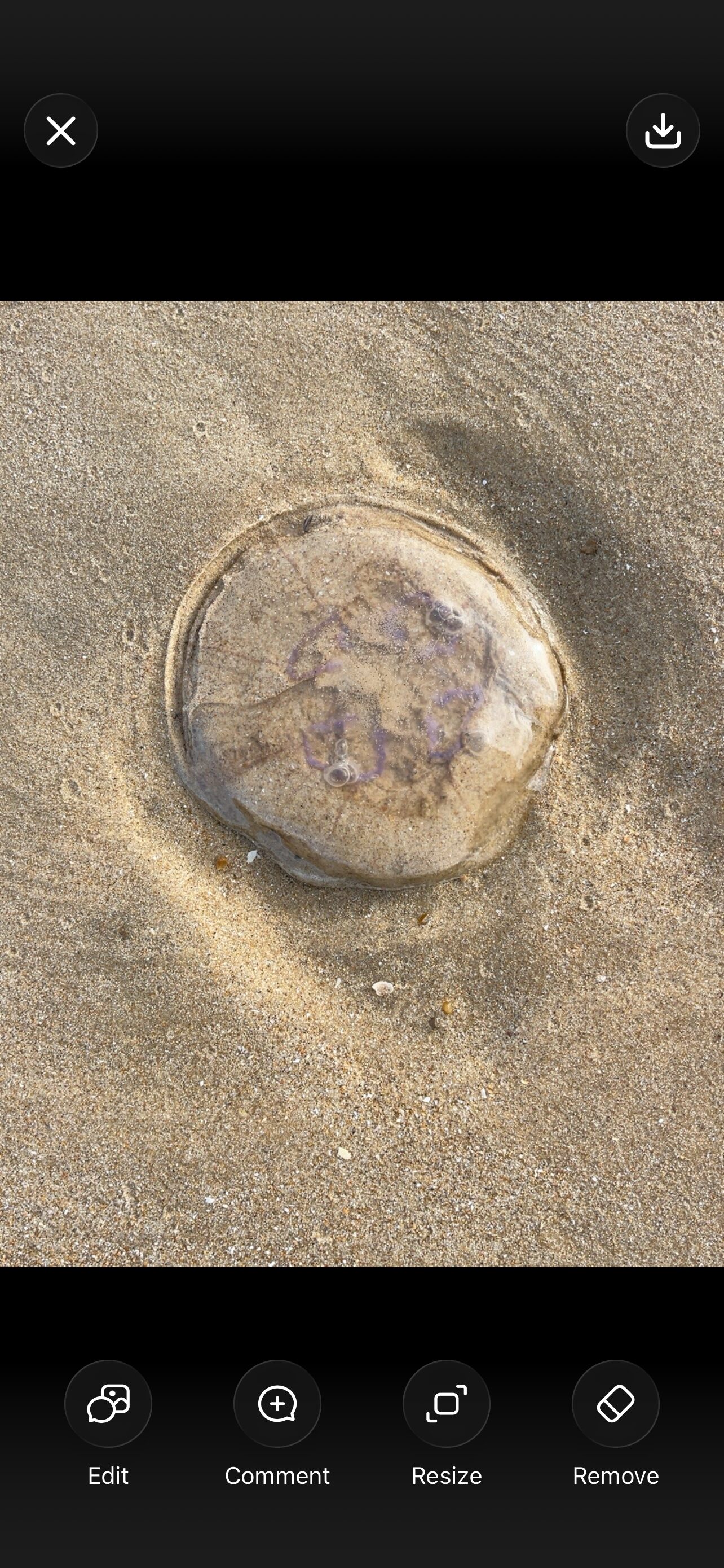 Aurelia Aurita