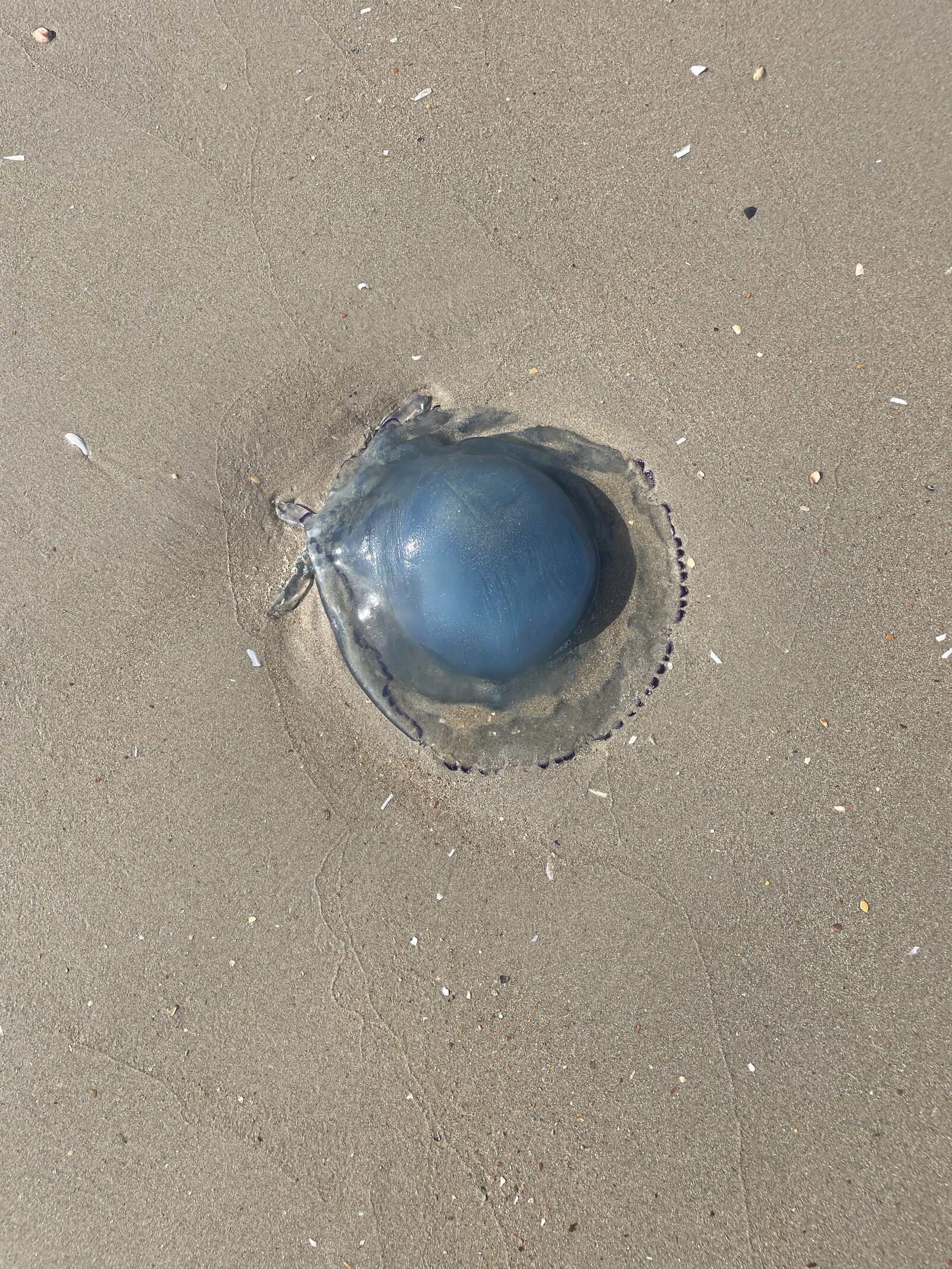 Rhizostoma octopus