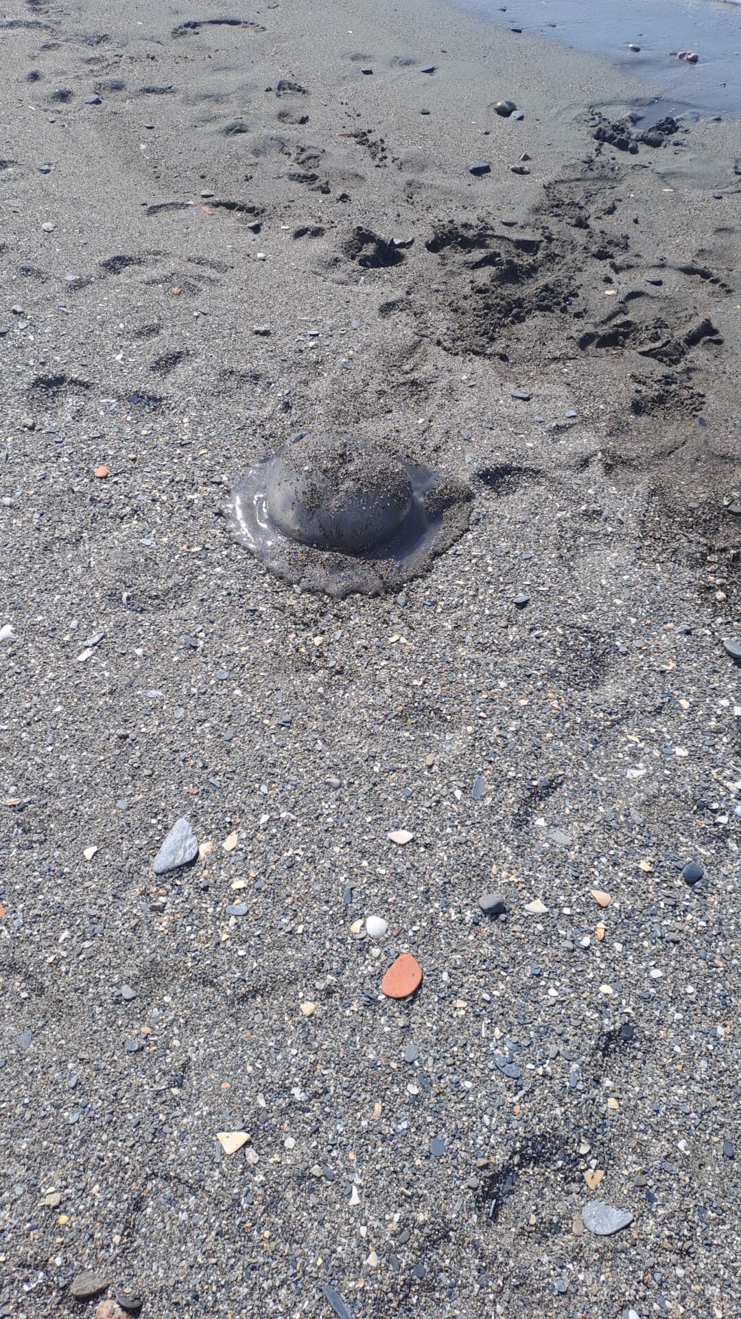 Rhizostoma octopus