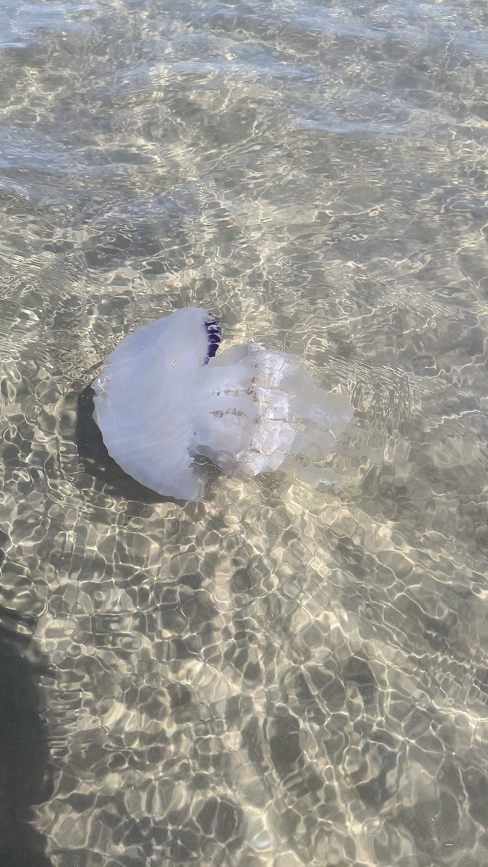 Rhizostoma octopus