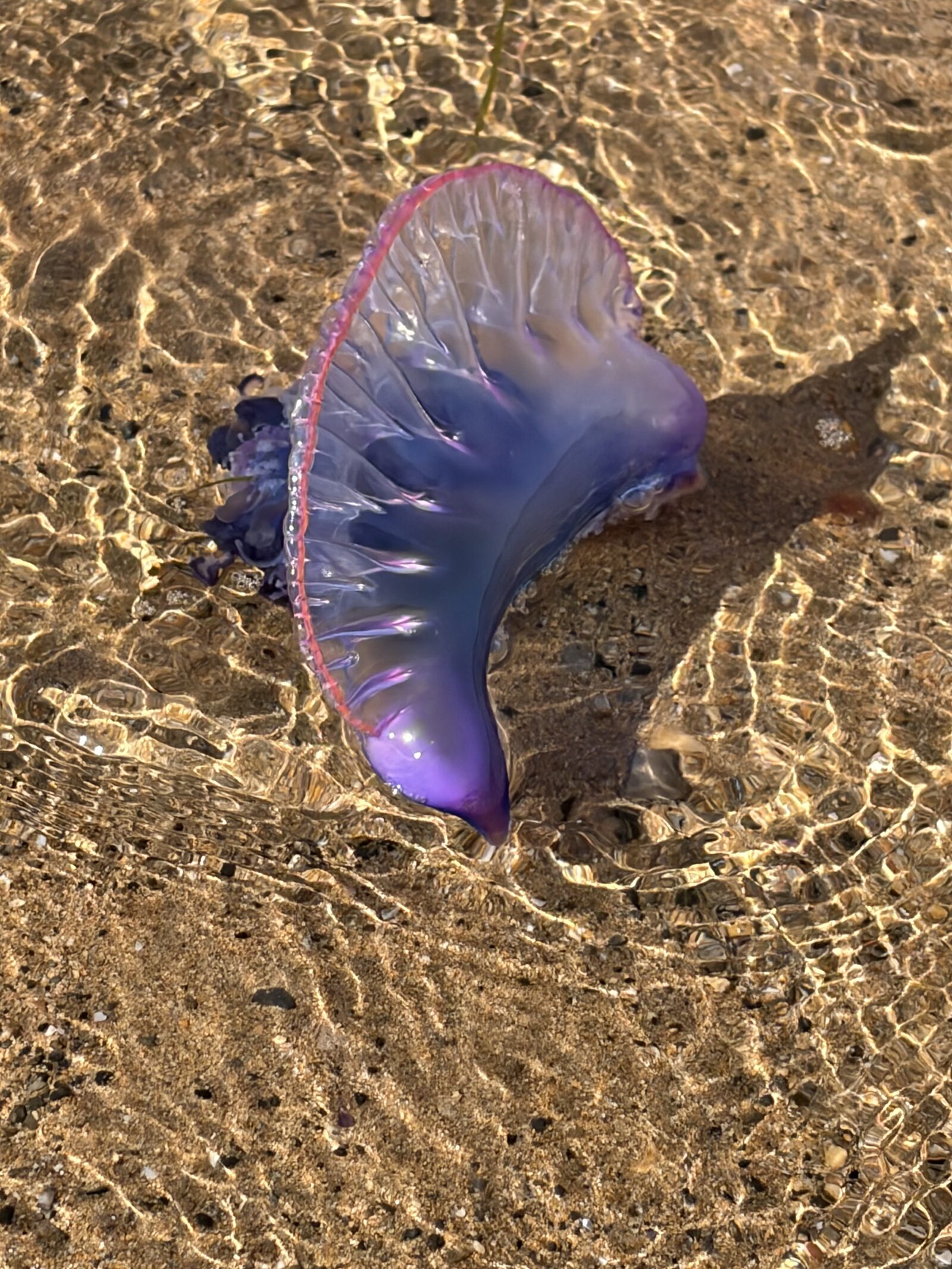 Physalia physalis