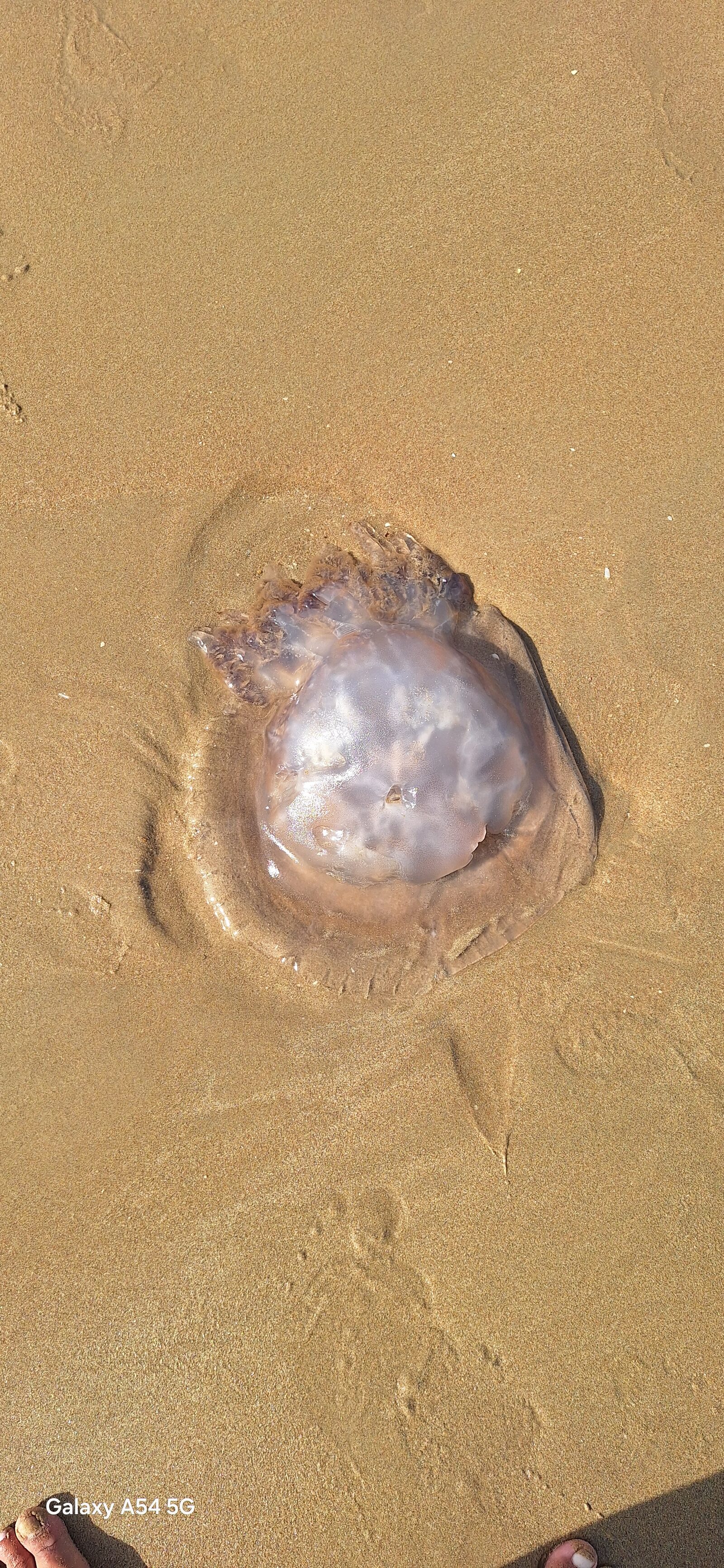 Rhizostoma octopus