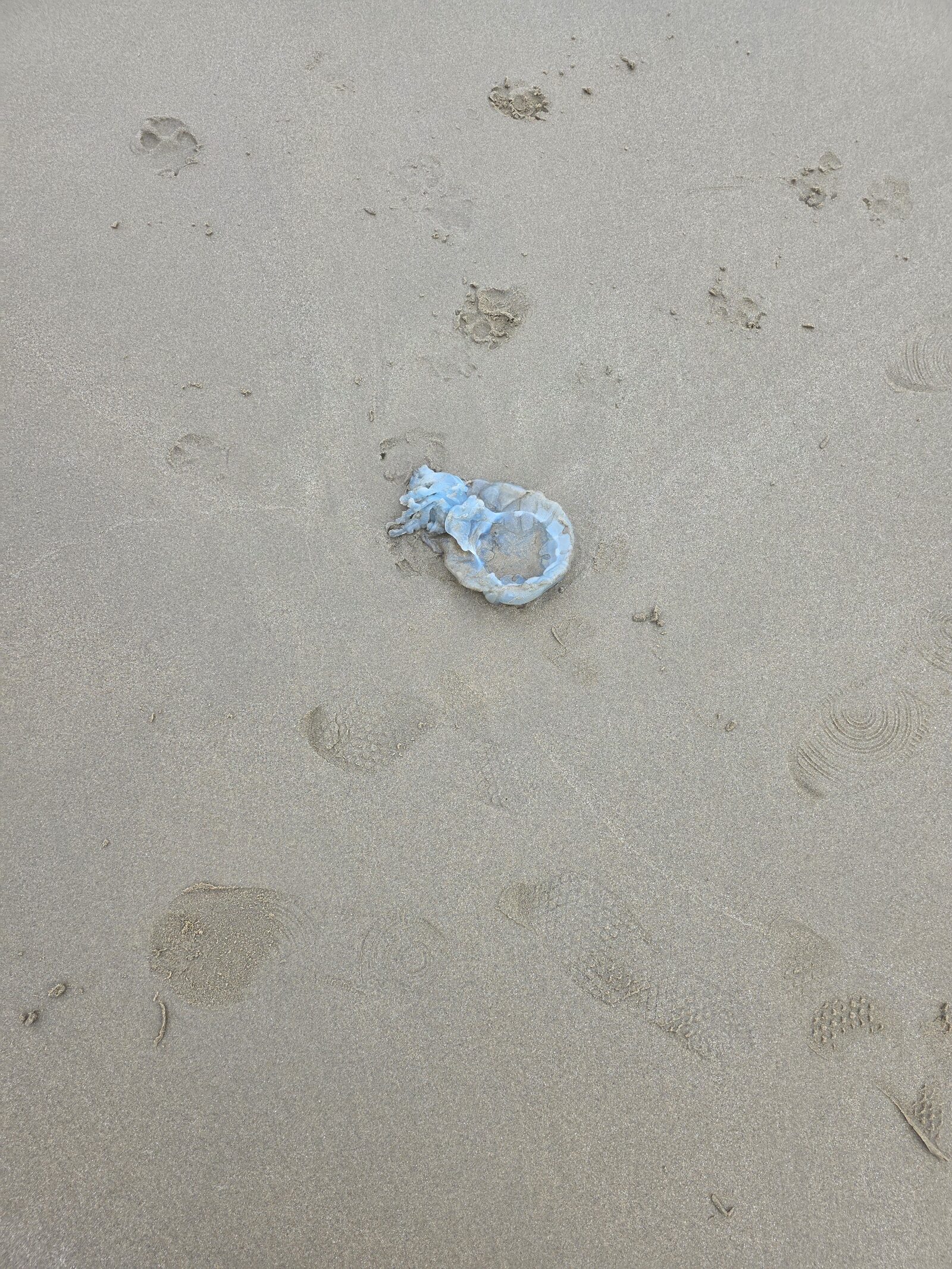 Rhizostoma octopus