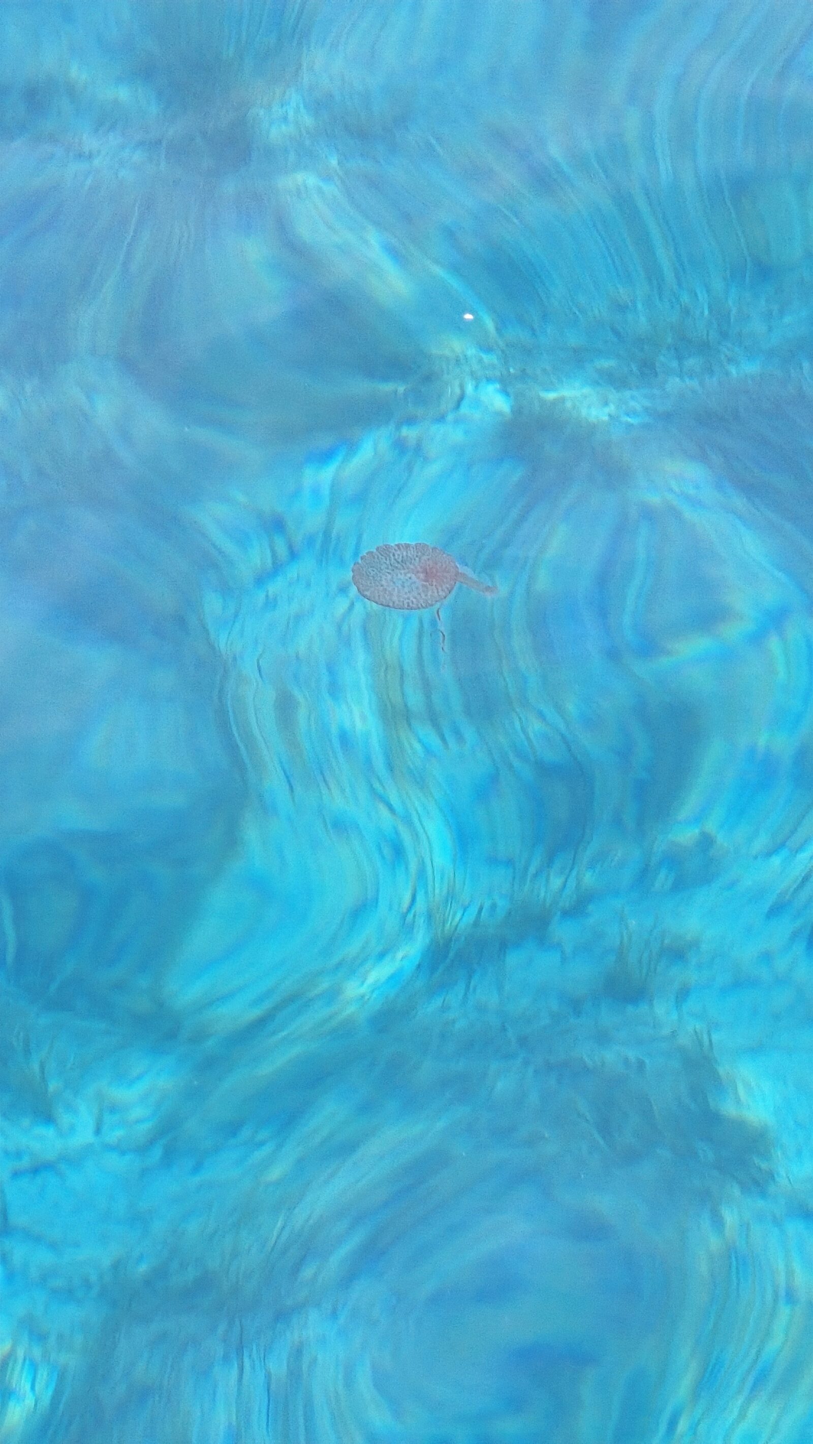 Pelagia Noctiluca