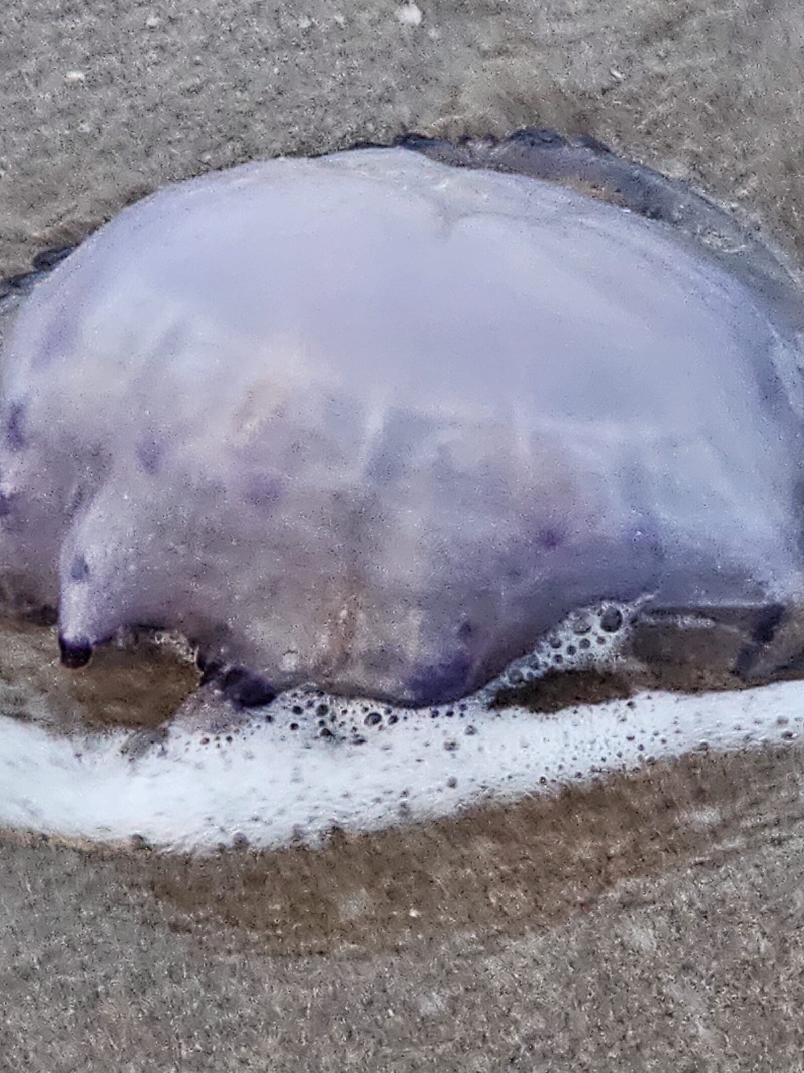 Rhizostoma octopus