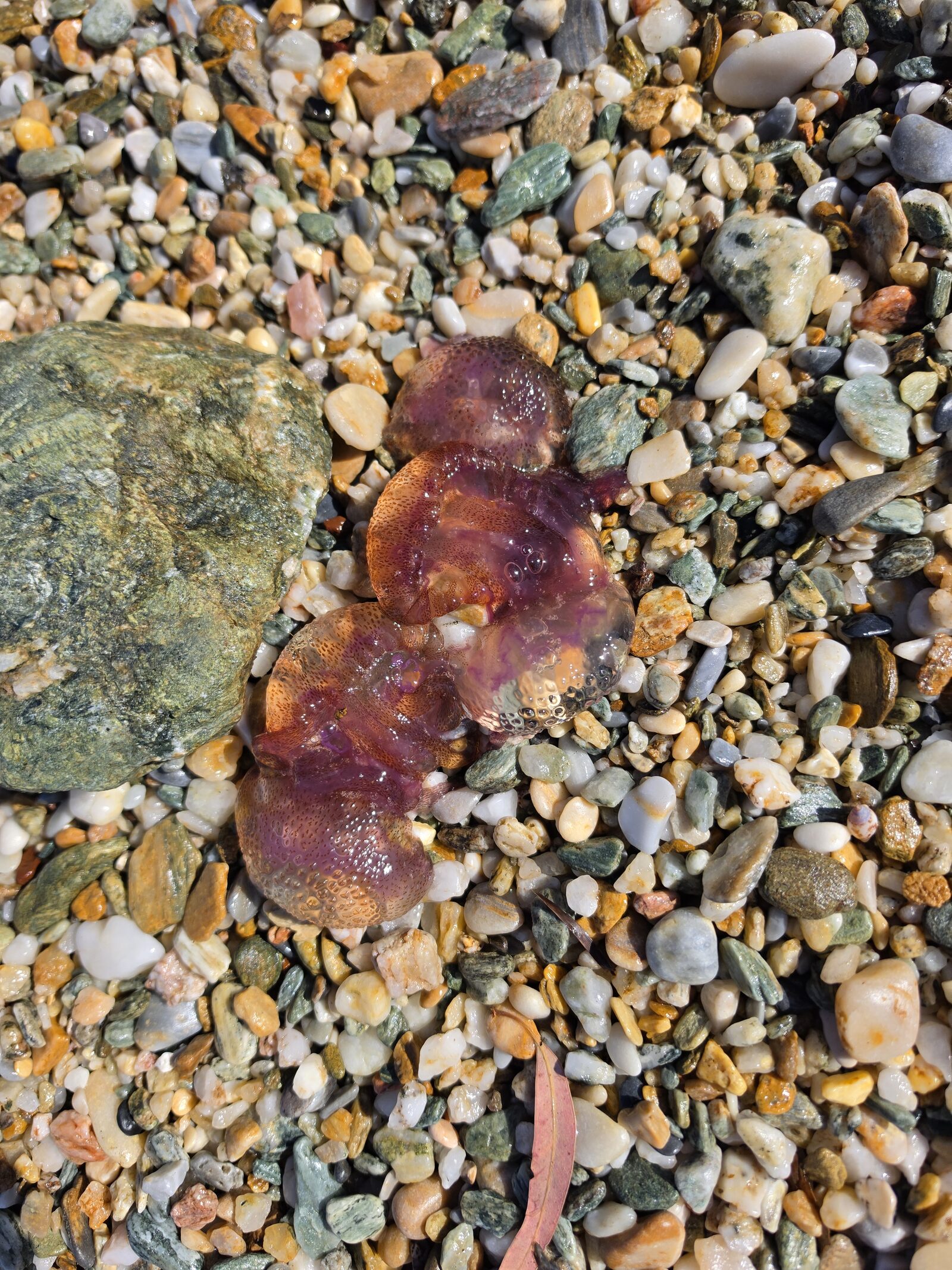 Pelagia Noctiluca