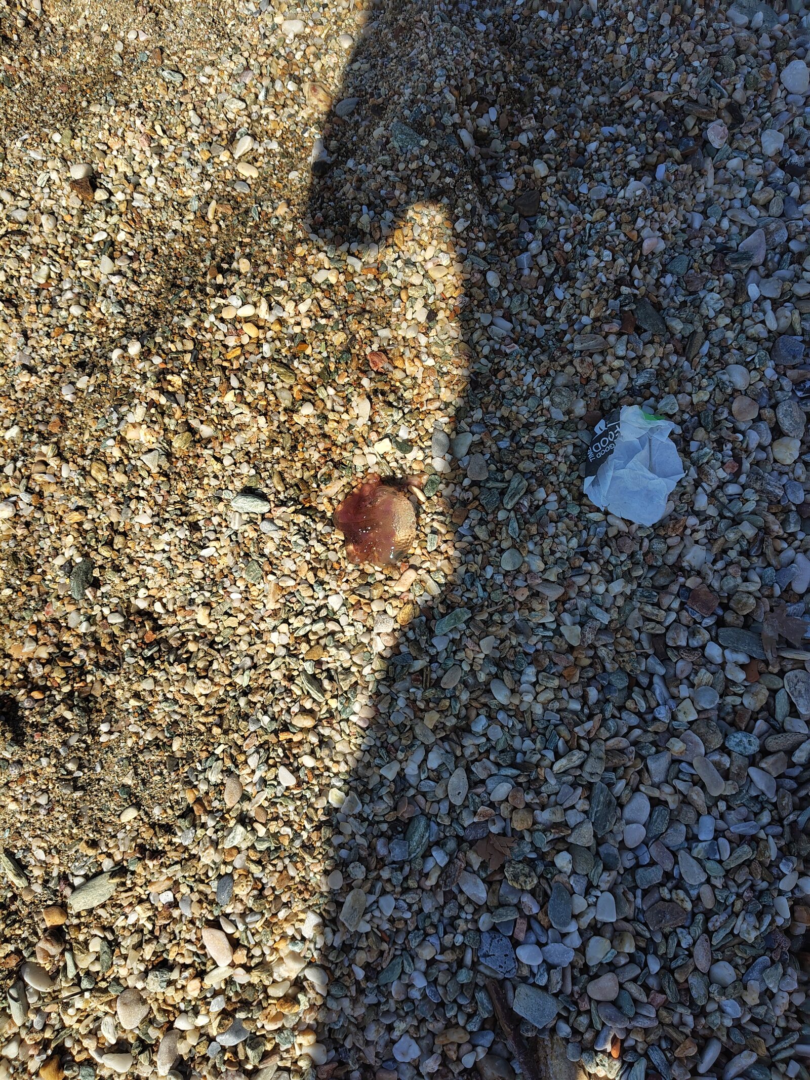Pelagia Noctiluca
