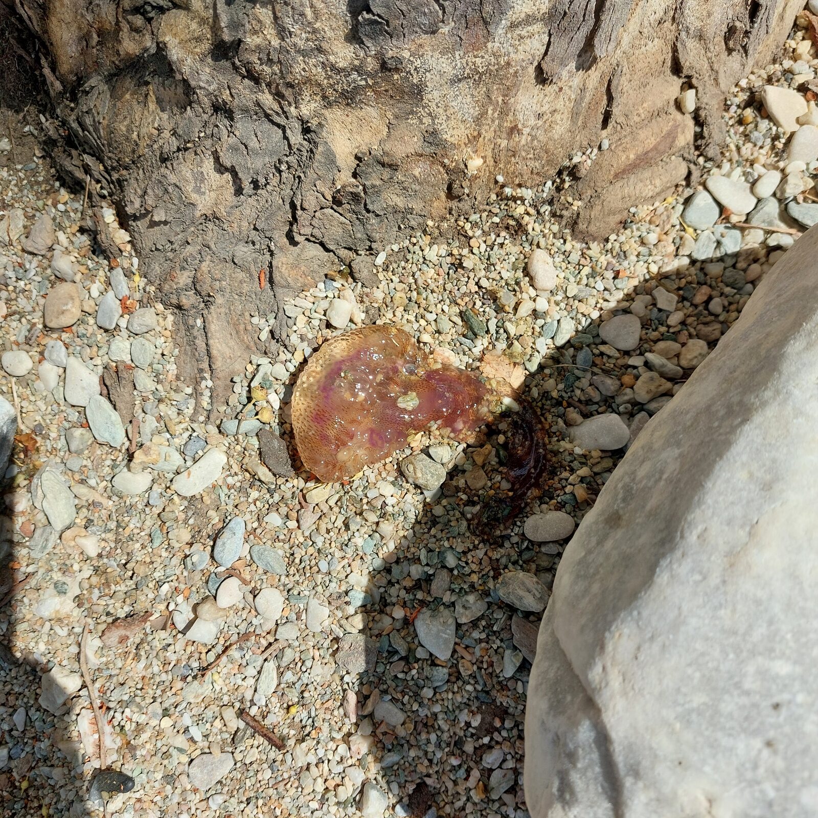 Pelagia Noctiluca