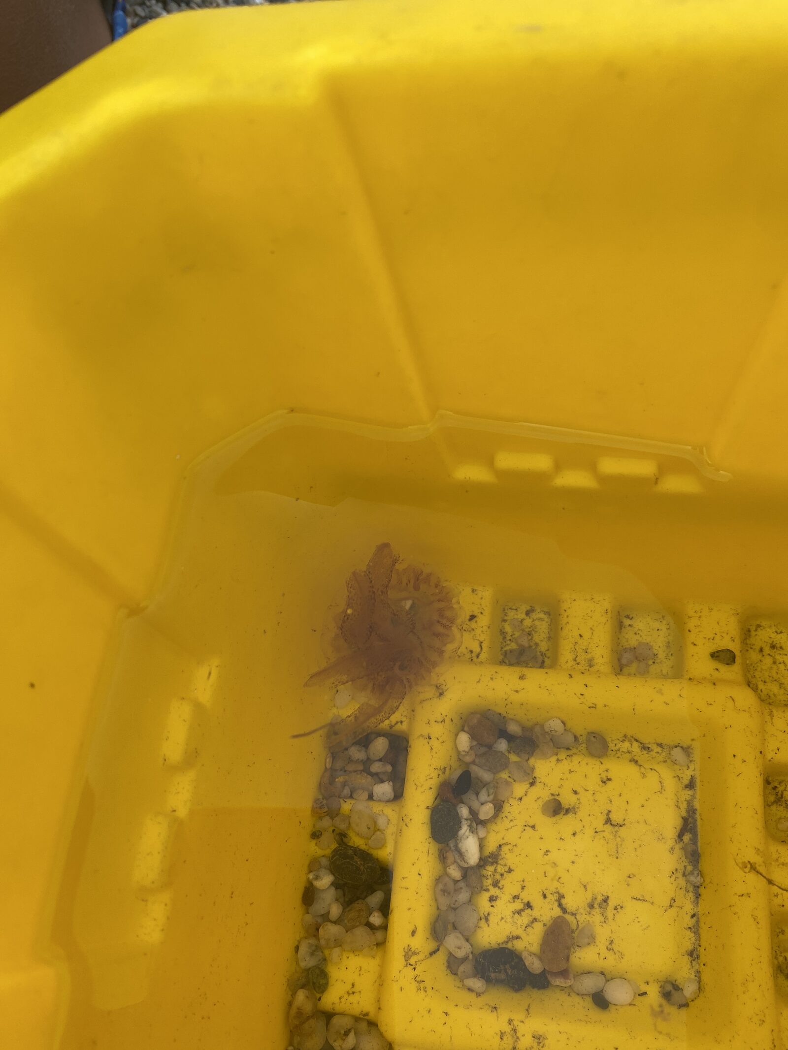 Pelagia Noctiluca