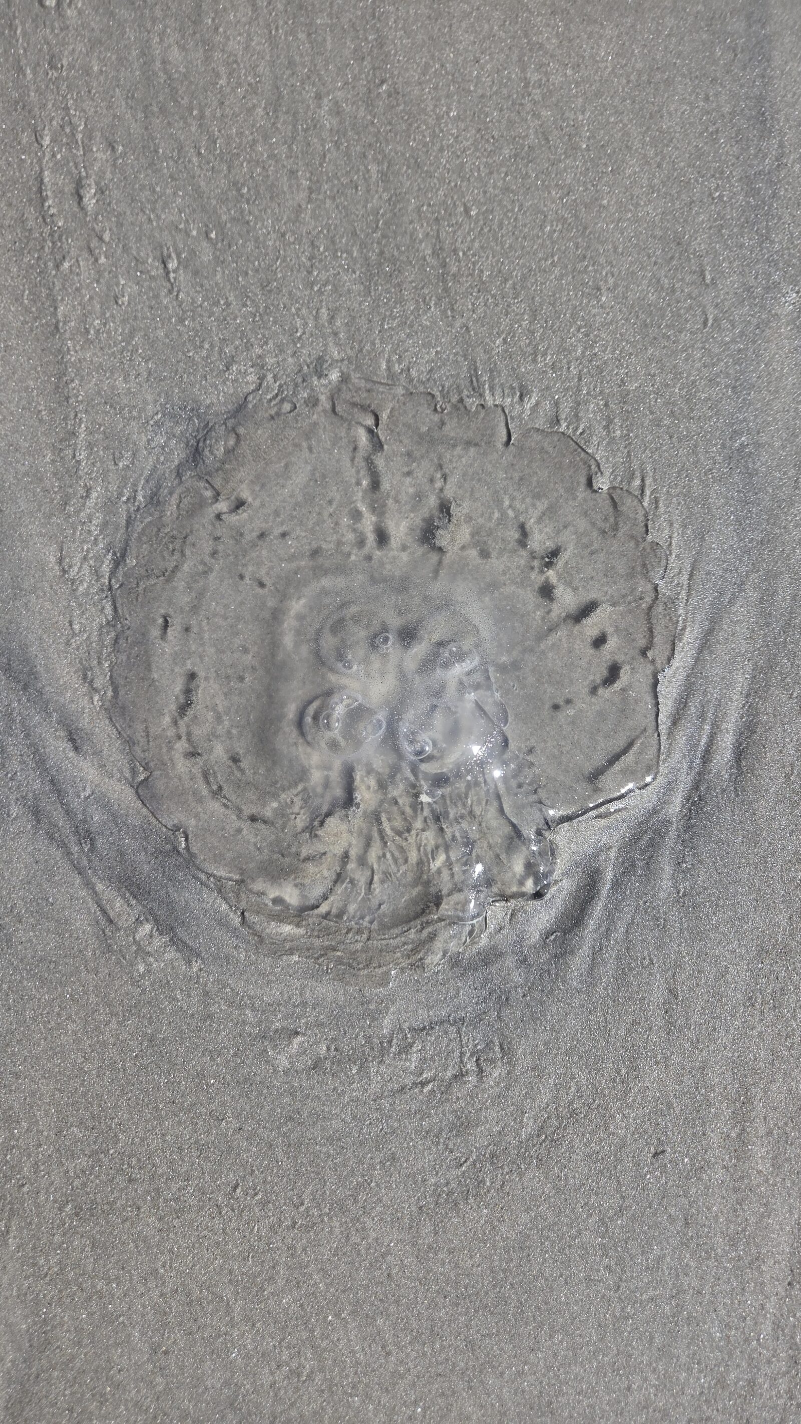 Aurelia Aurita
