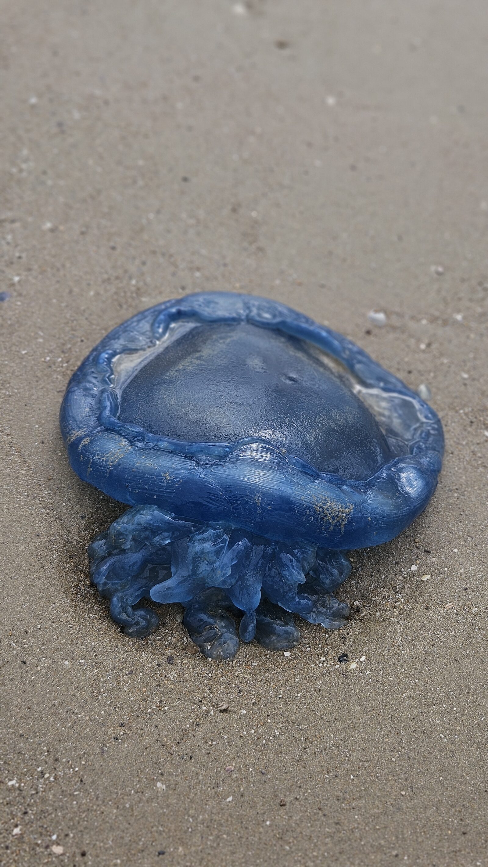 Rhizostoma octopus