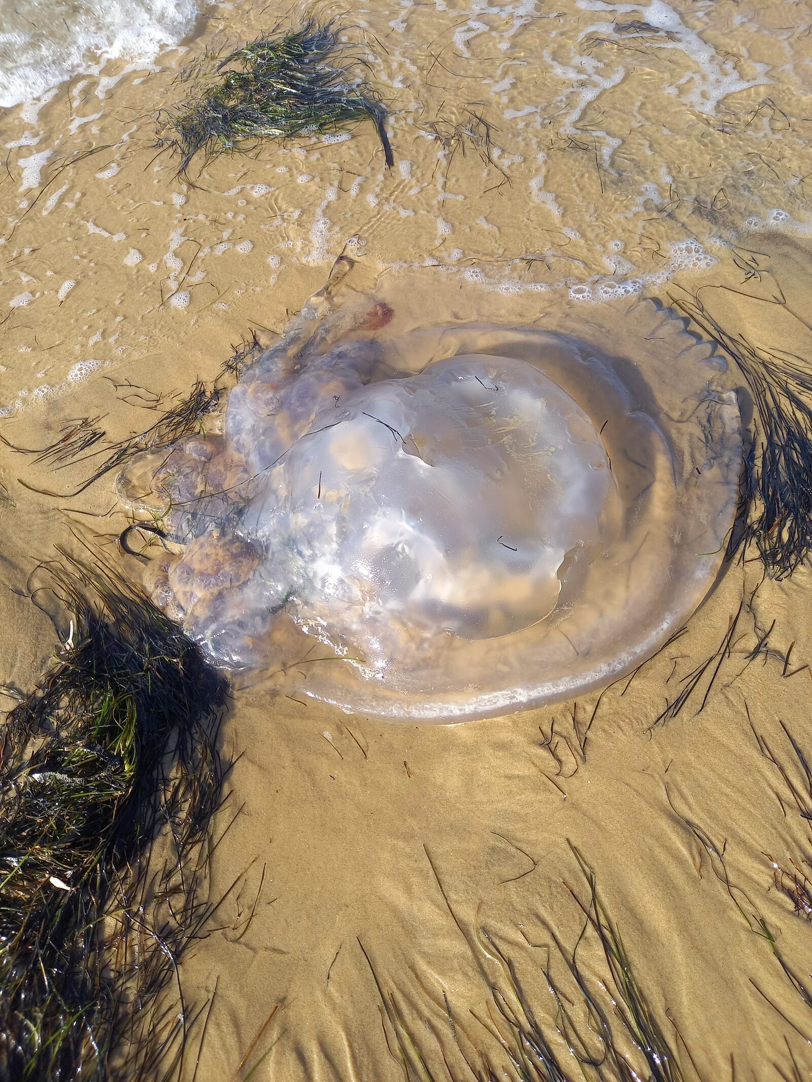 Rhizostoma octopus