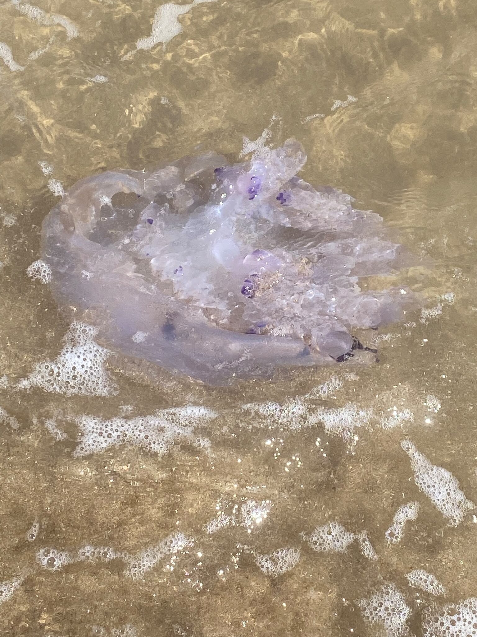 Rhizostoma octopus