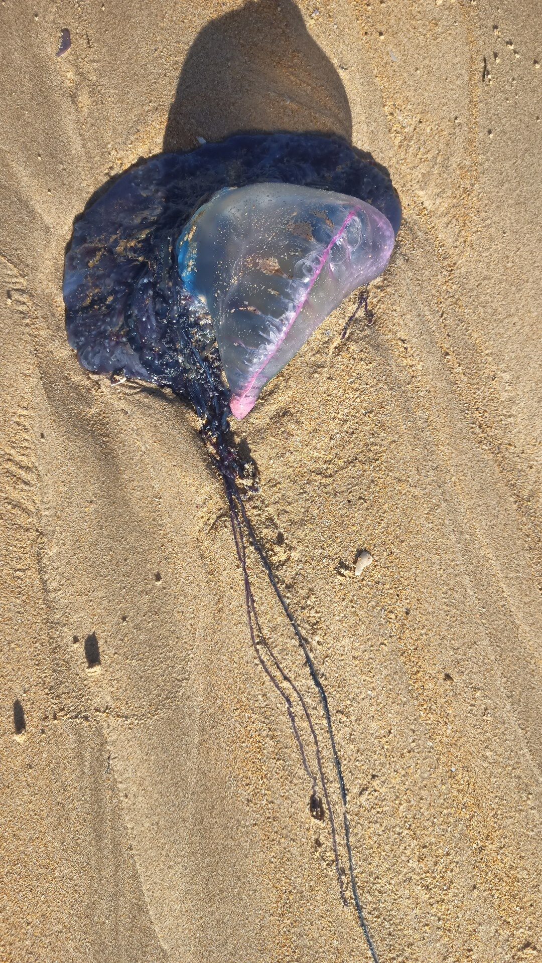 Physalia physalis