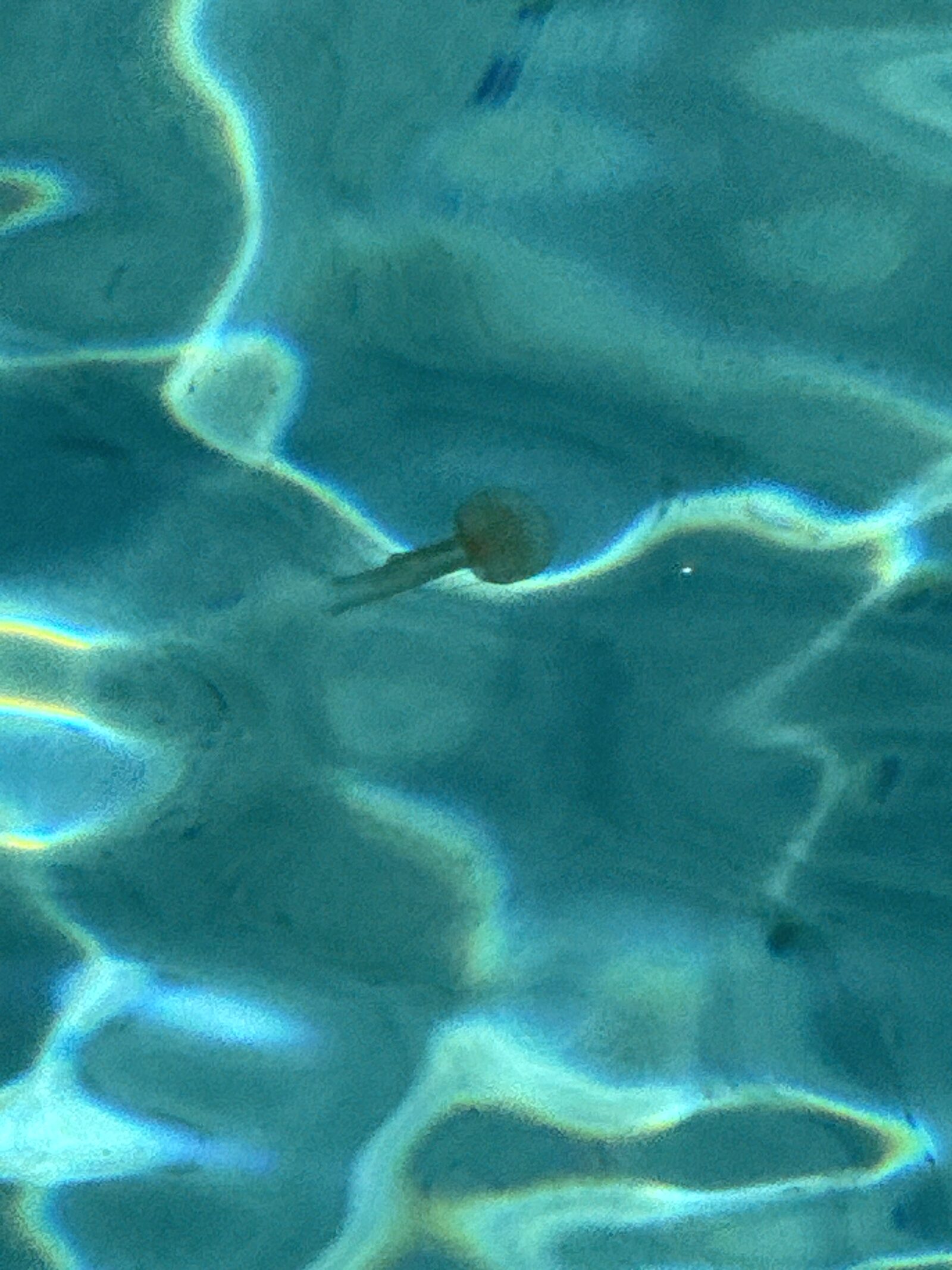 Pelagia Noctiluca