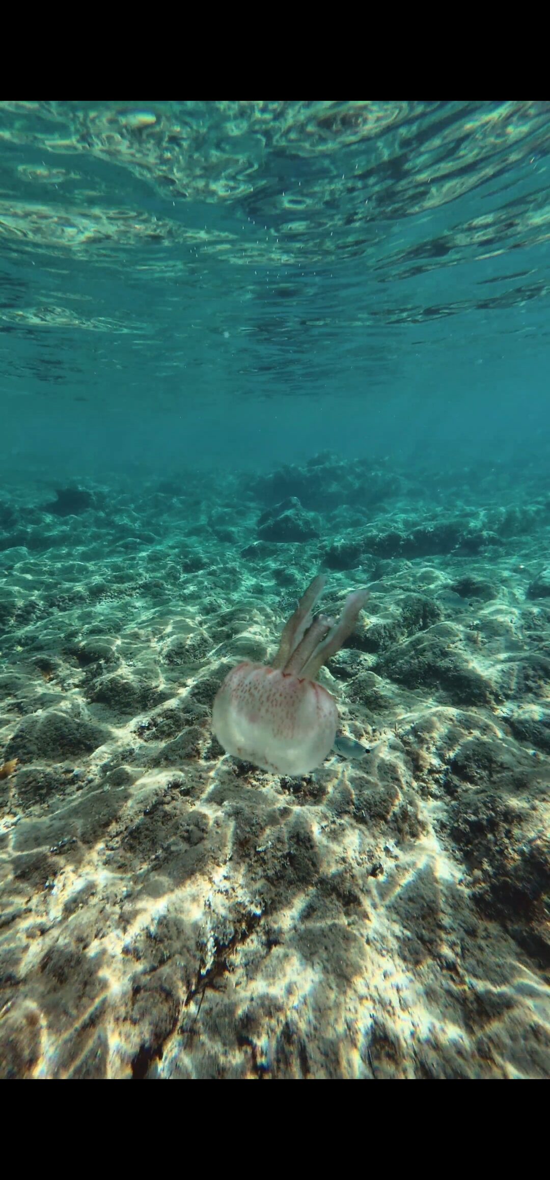 Pelagia Noctiluca