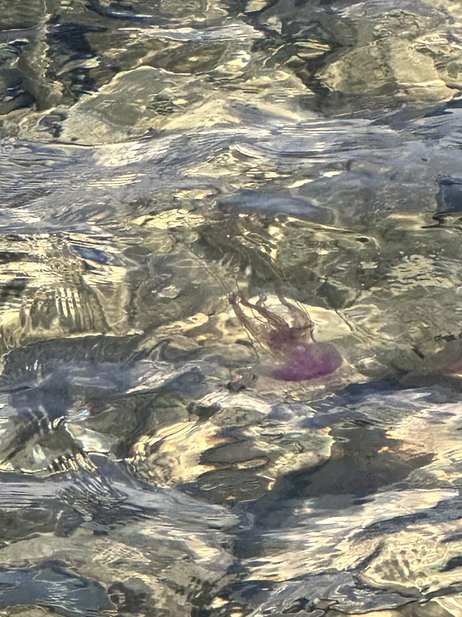 Pelagia Noctiluca