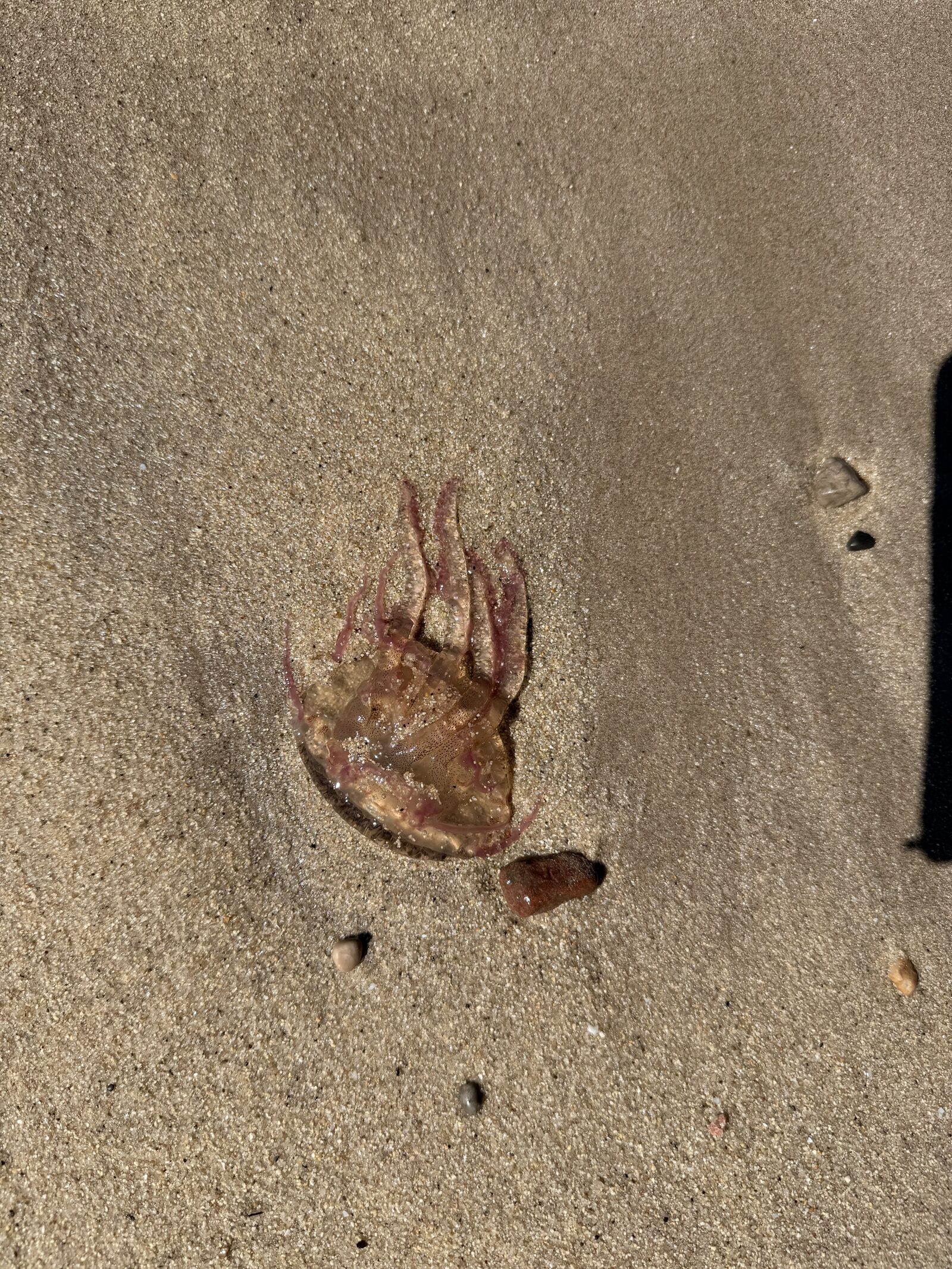 Pelagia Noctiluca